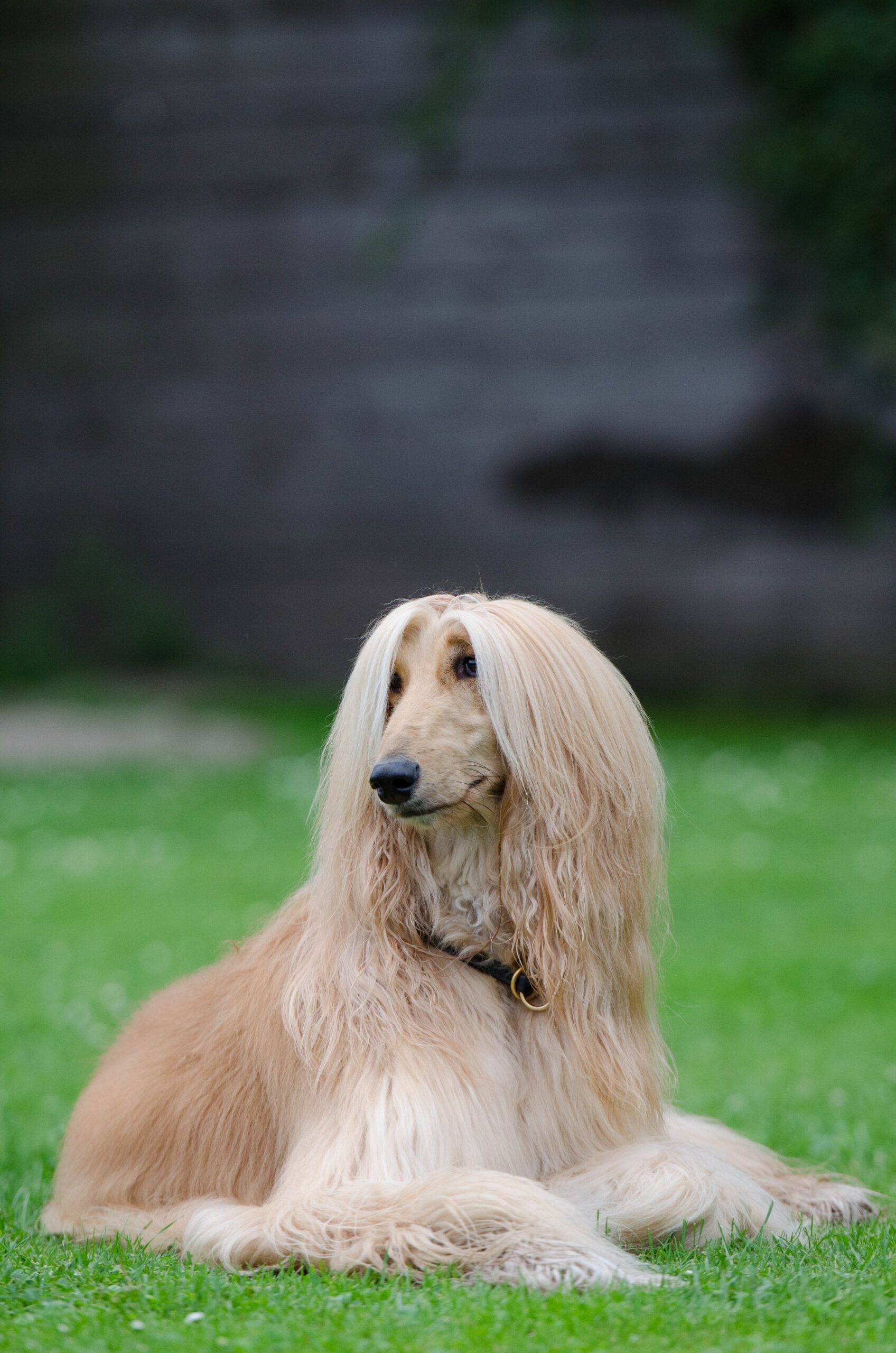 Afghanischer Windhund