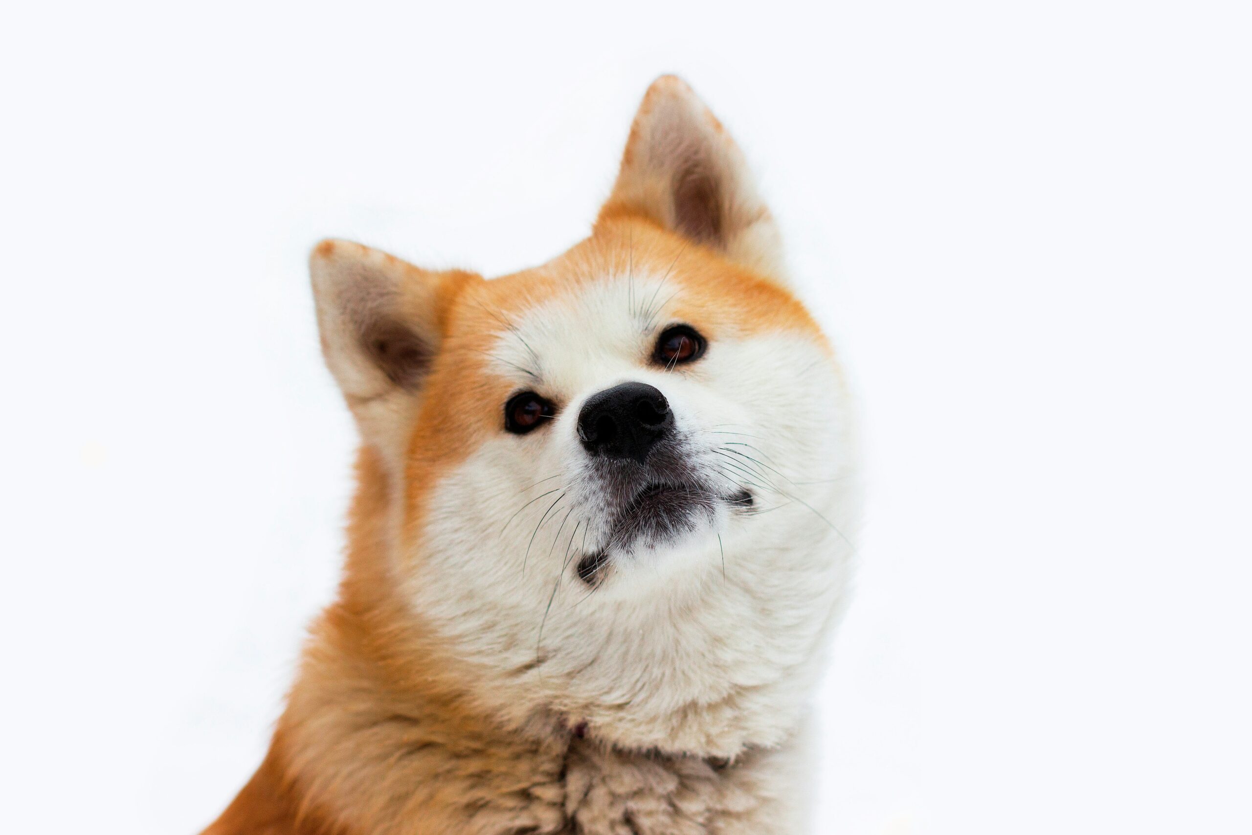 Akita Inu