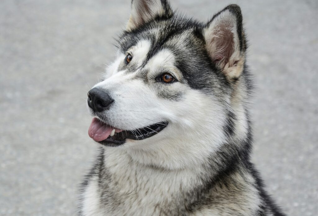 Alaskan Malamute