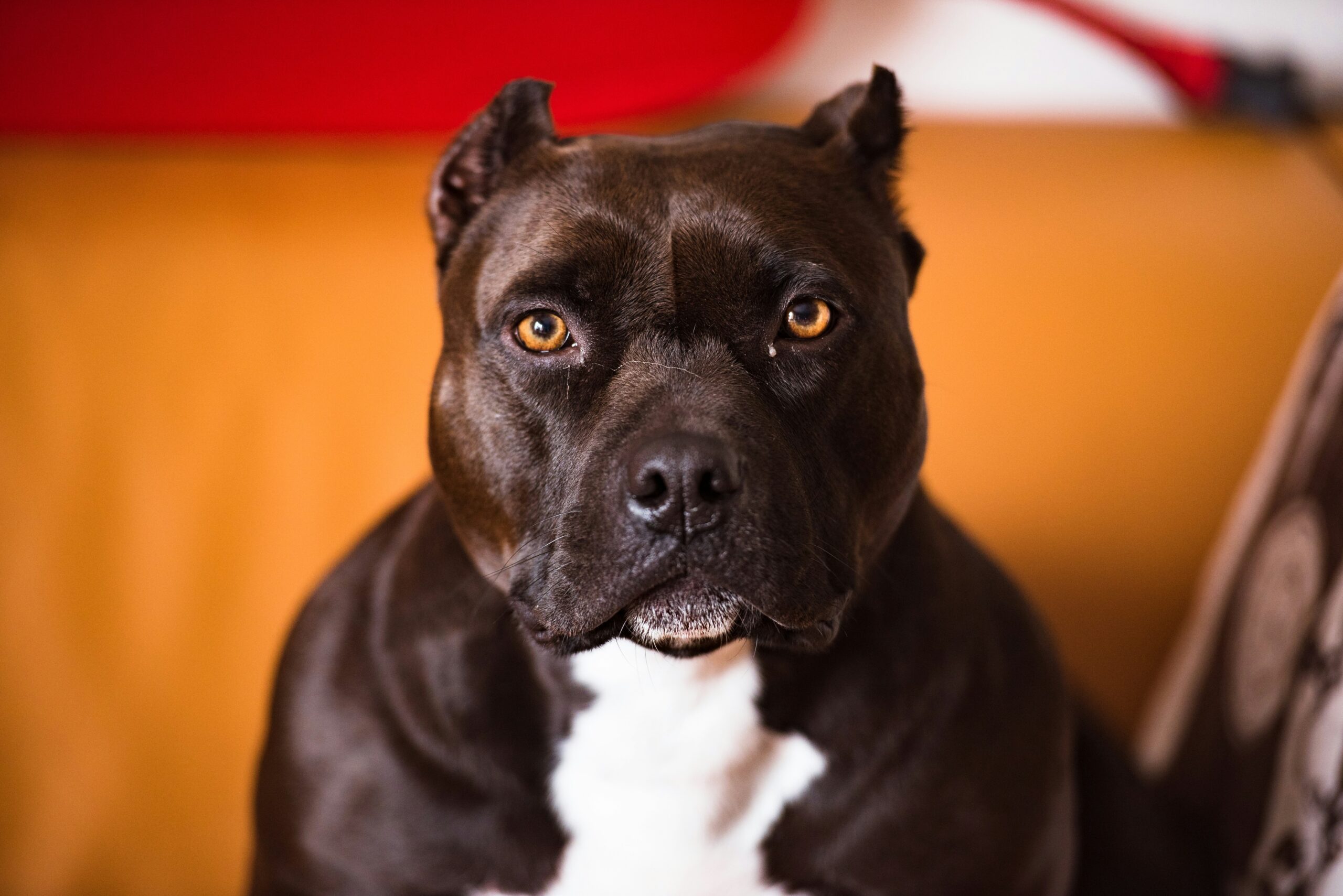 American Staffordshire Terrier