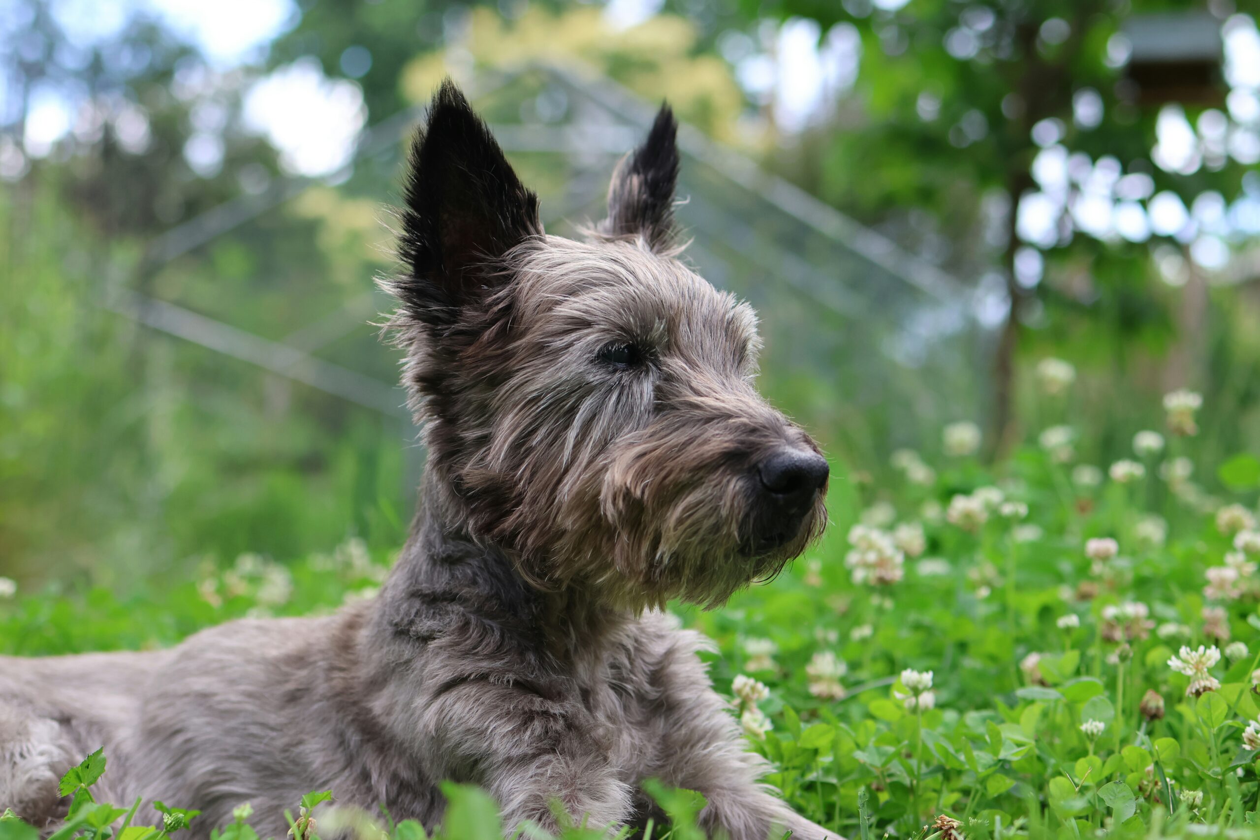 Australian Terrier