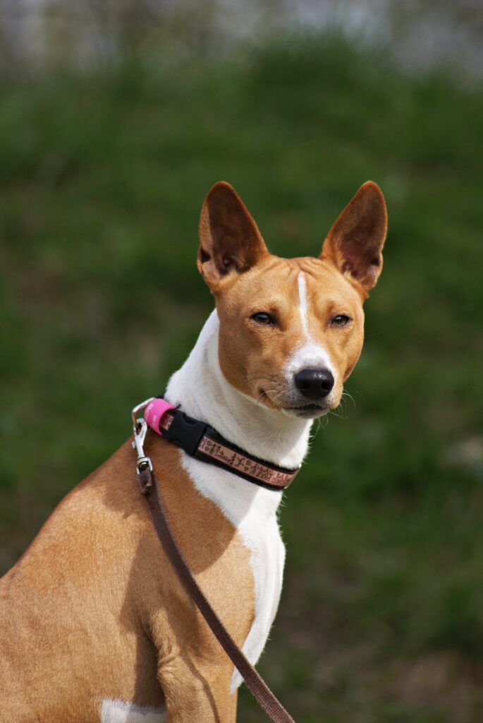 Basenji