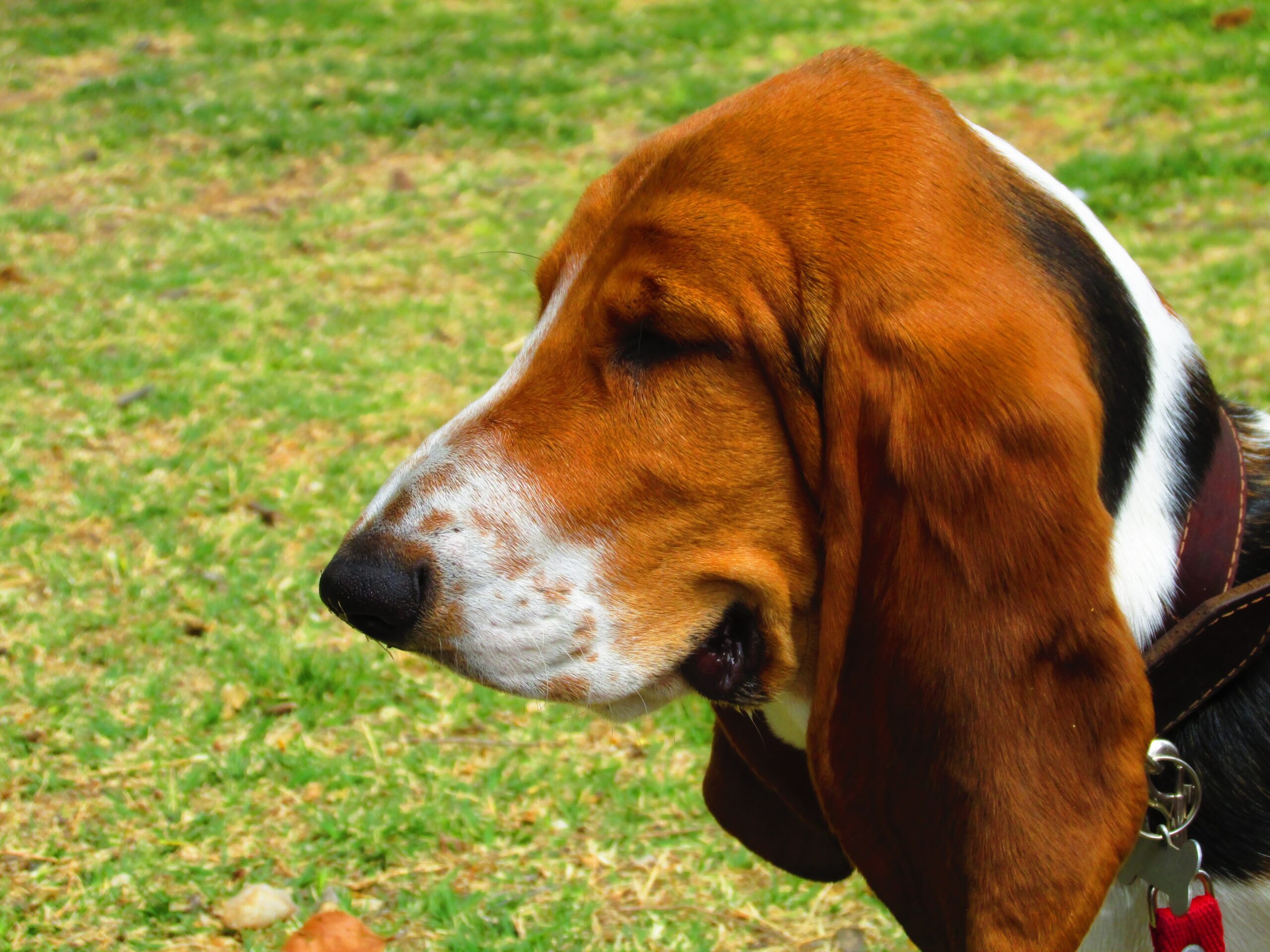 Basset Artésien Normand