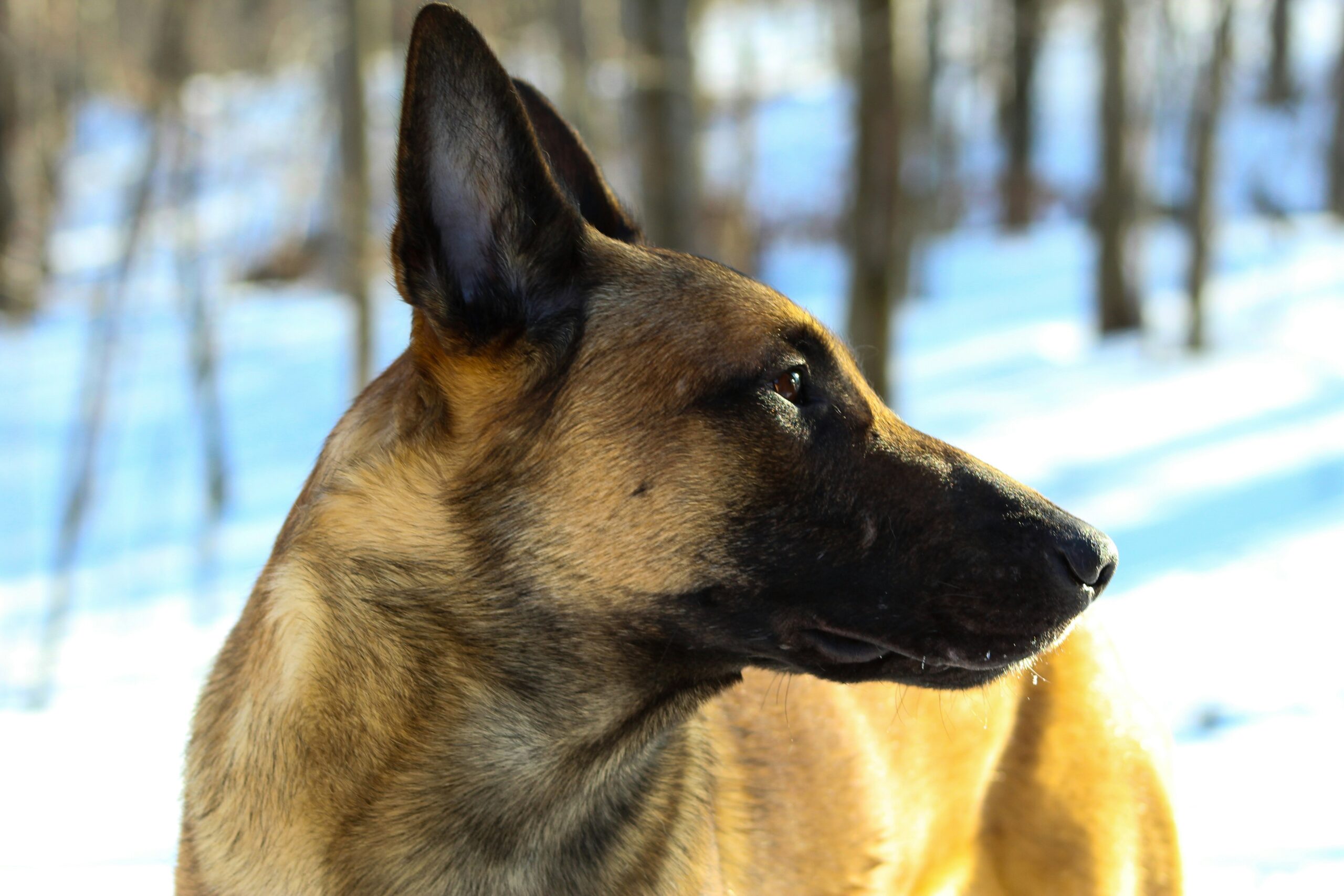 Belgischer Schaeferhund