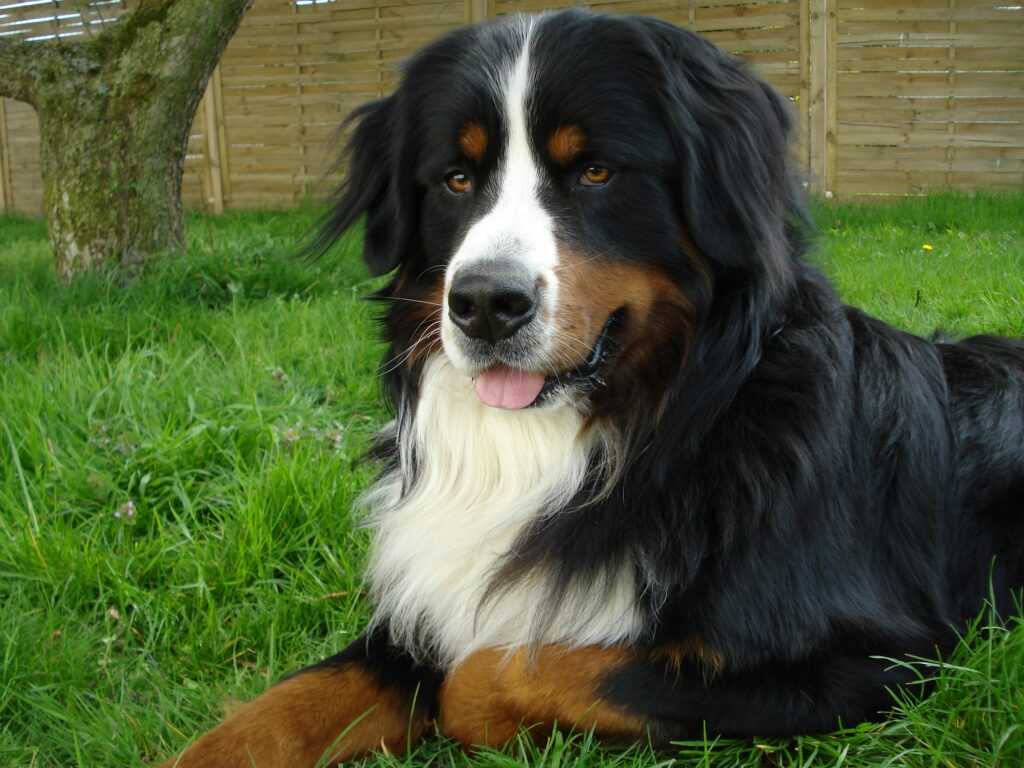 Berner Sennenhund