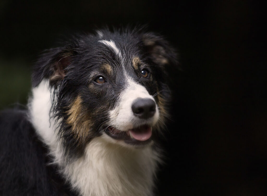Border Collie