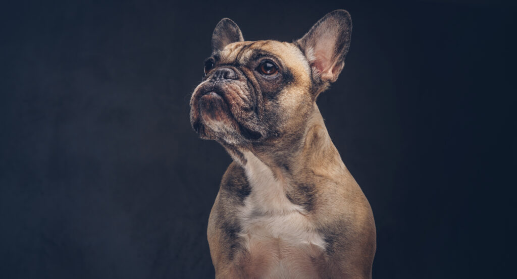 Boston Terrier