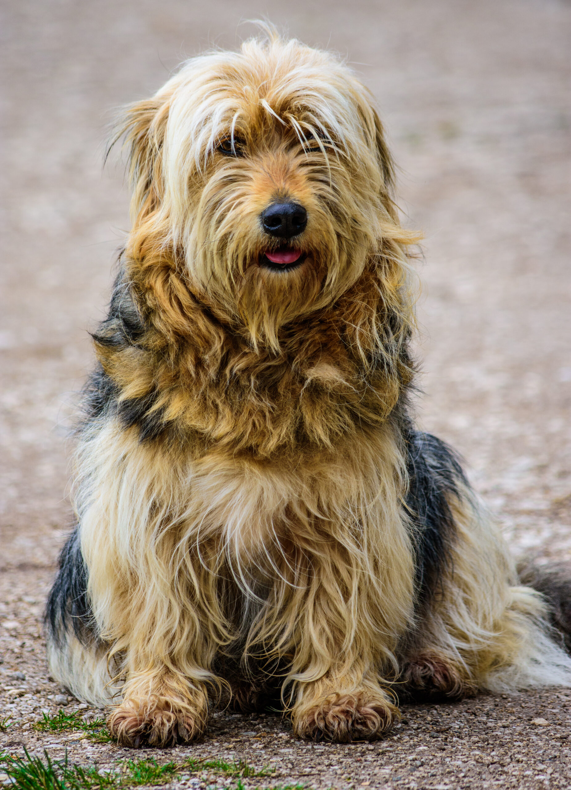 Briard