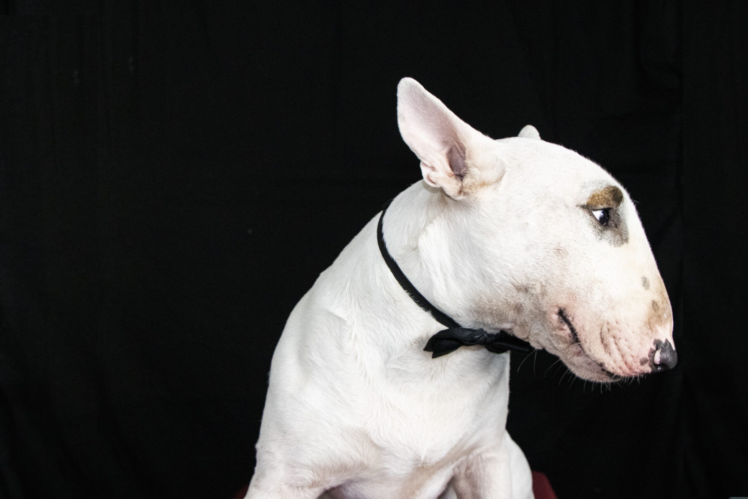 Bullterrier