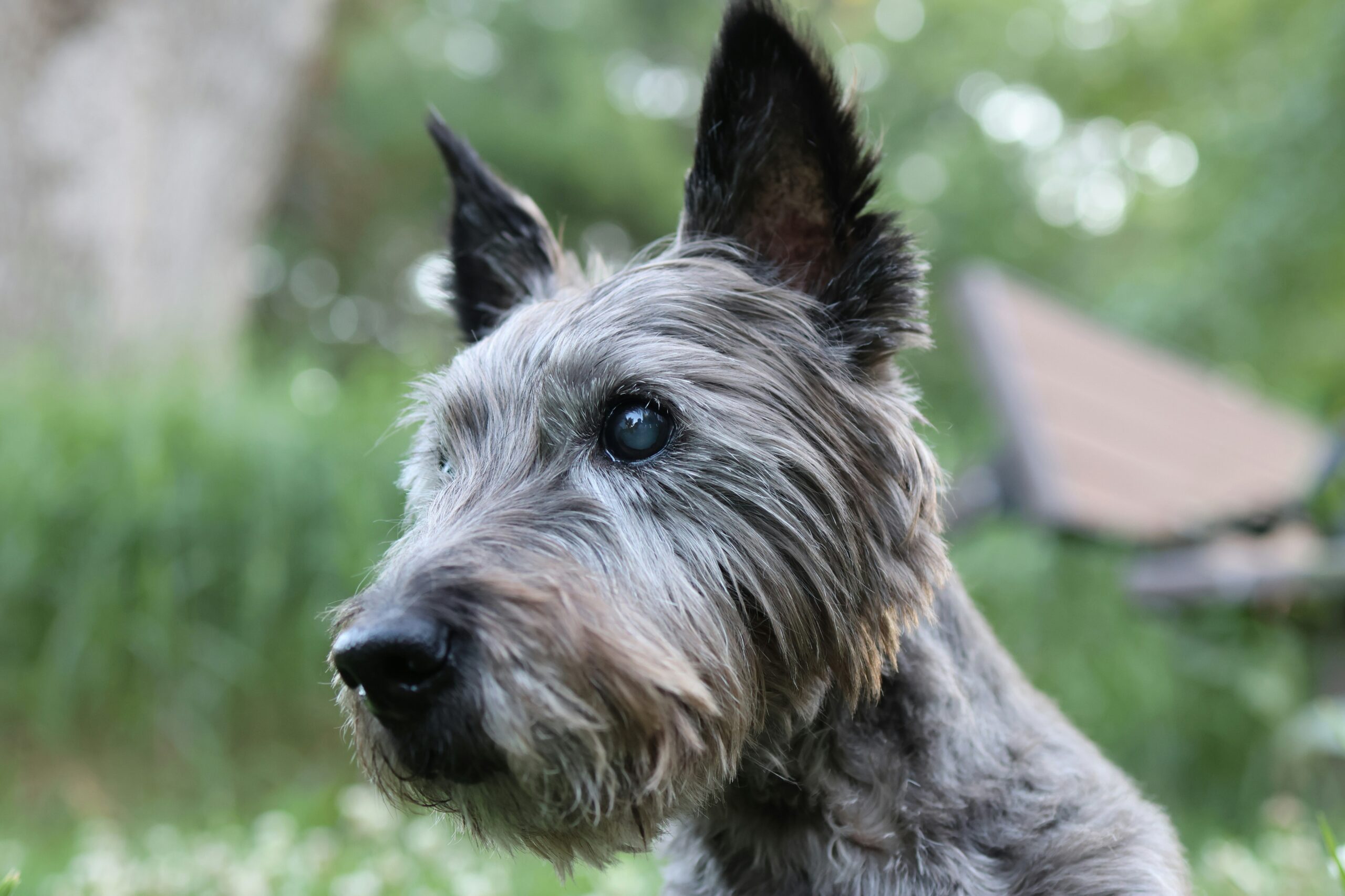 Cairn Terrier