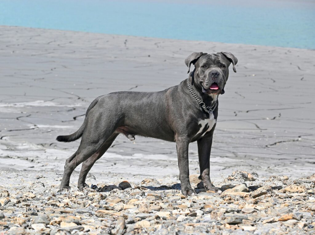 Cane Corso Italiano