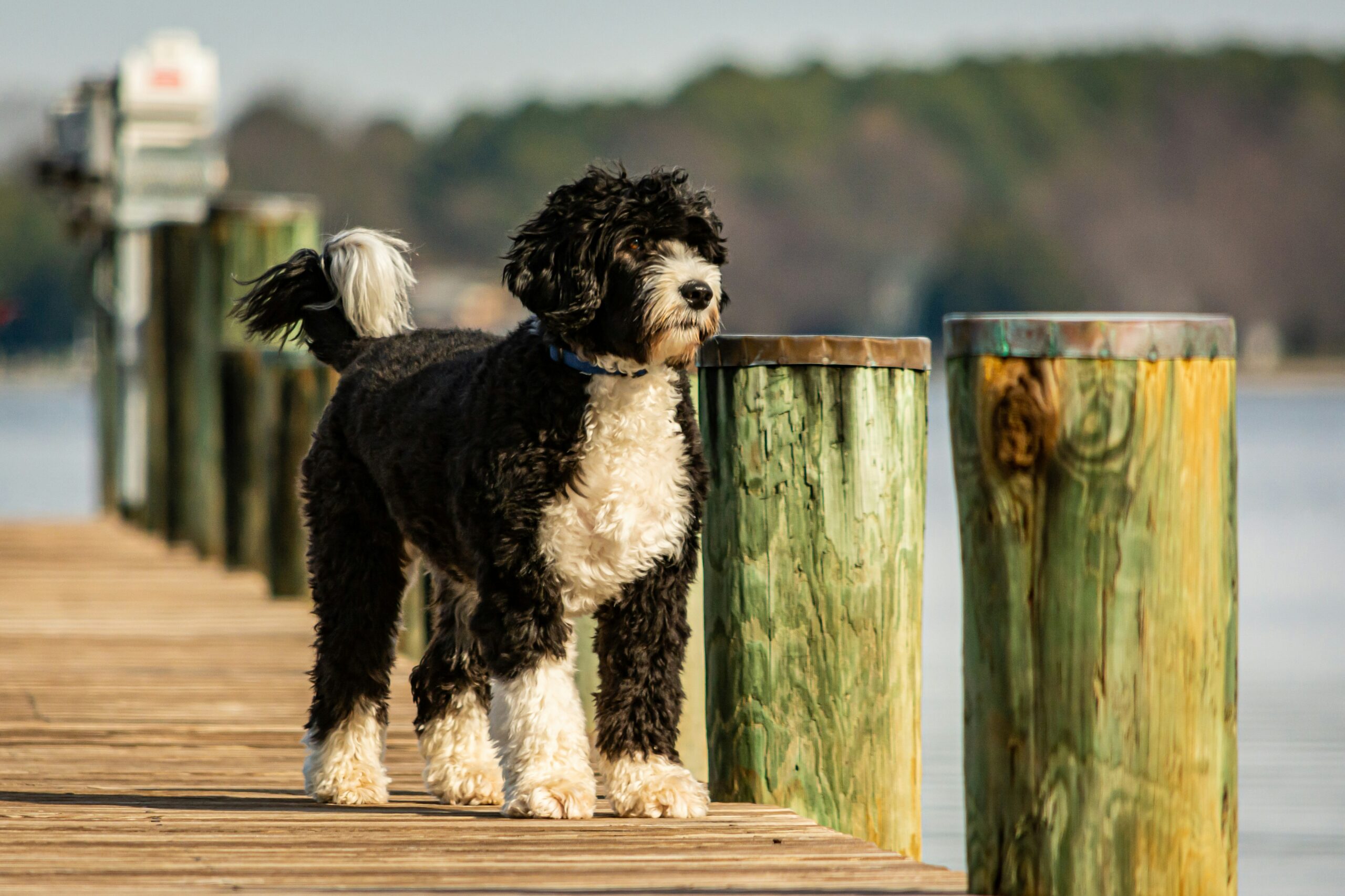 Cão de Água Português
