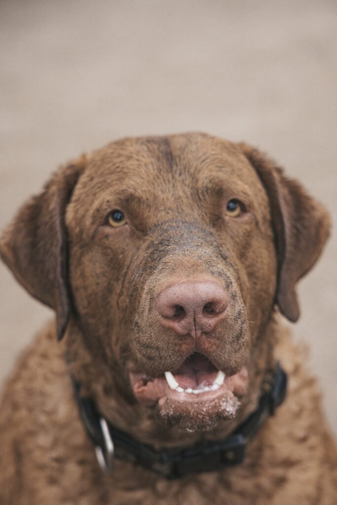 Chesapeake Bay Retriever