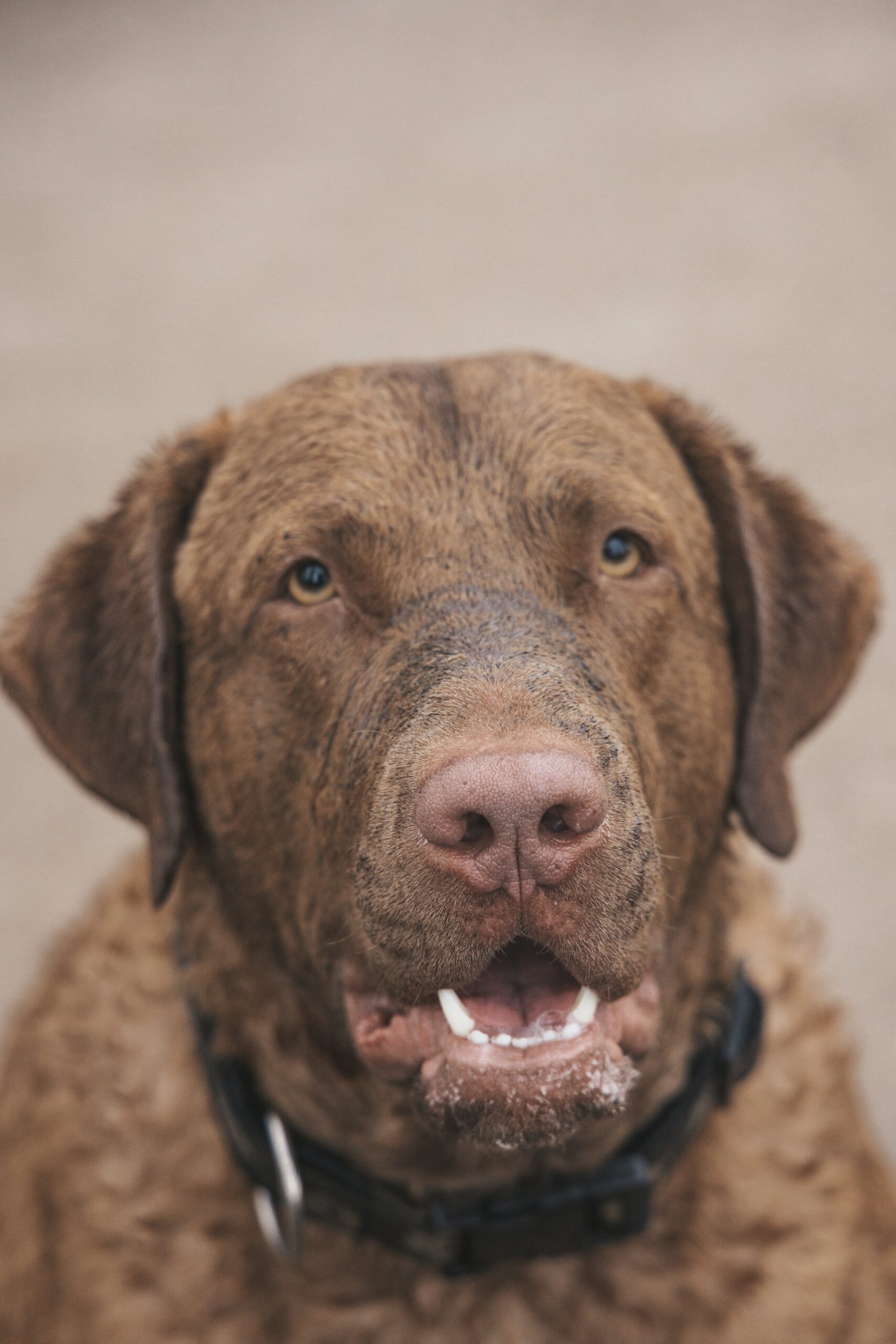 Chesapeake Bay Retriever