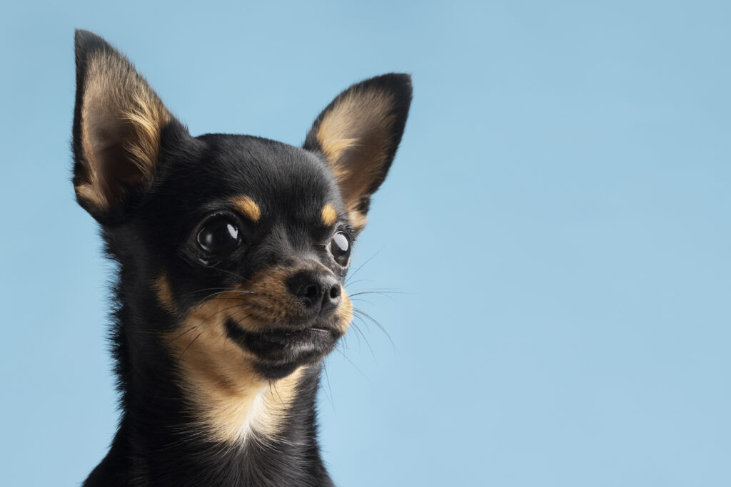 Chihuahua