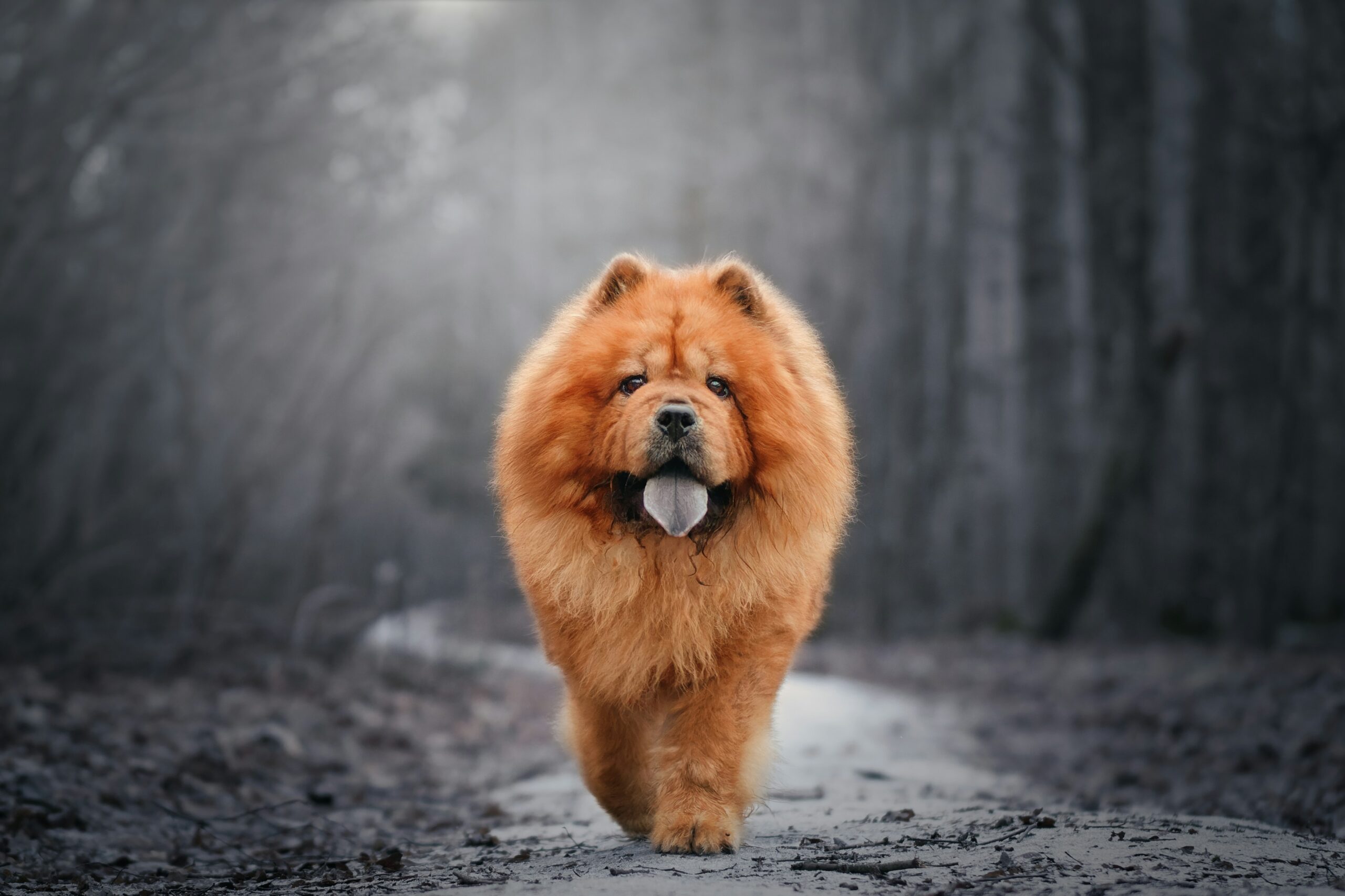 Chow-Chow