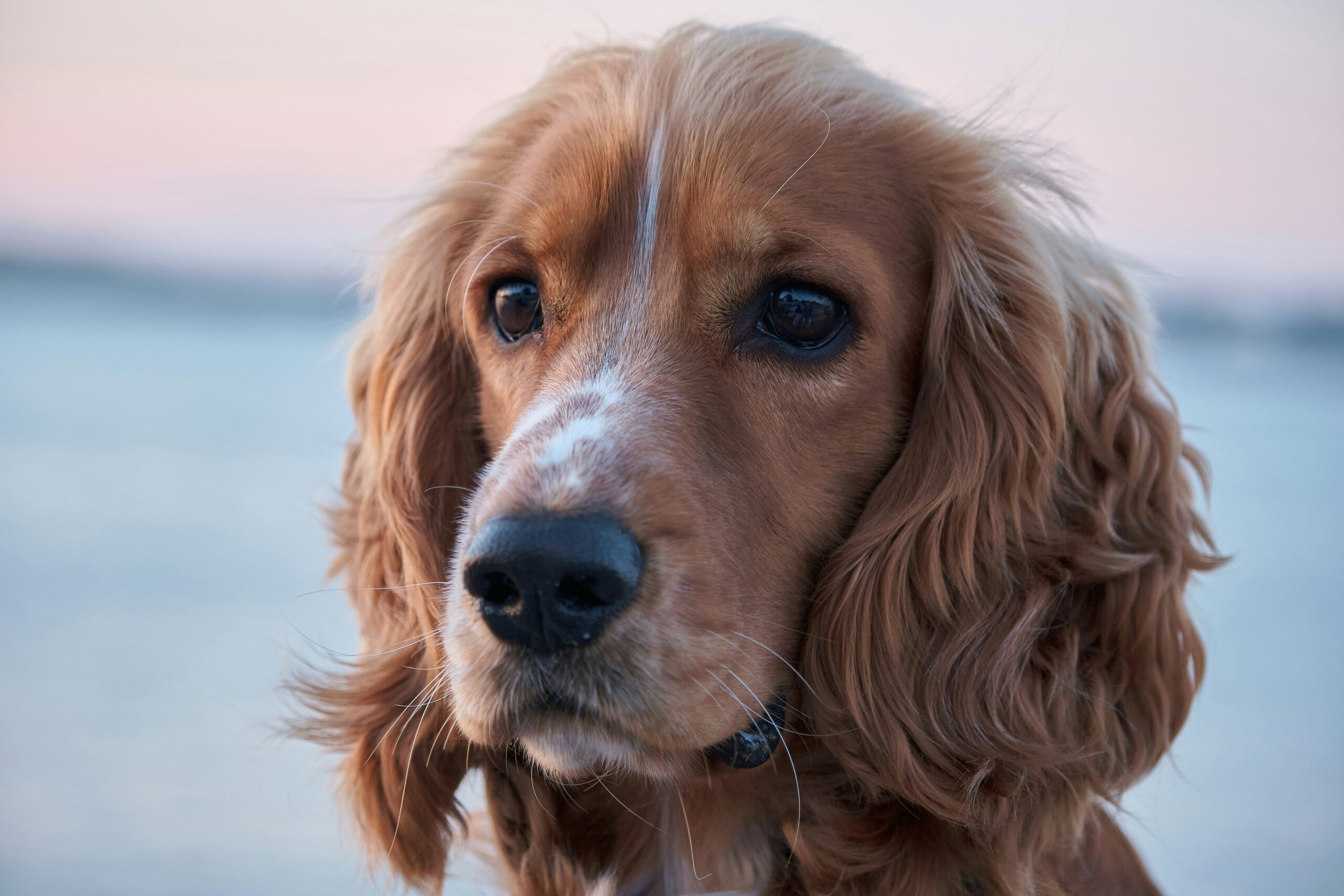 Cocker Spaniel