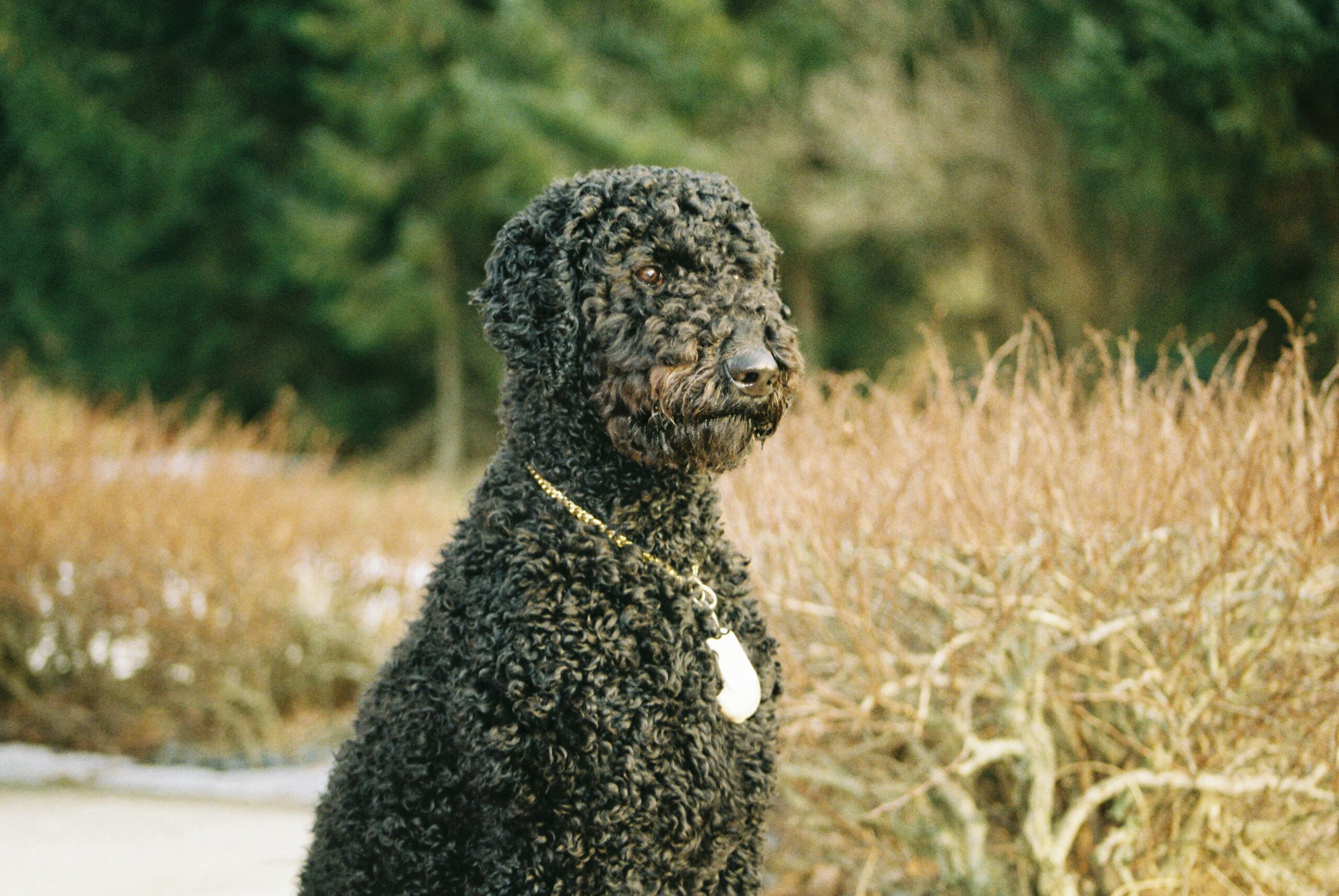 Curly Coated Retriever