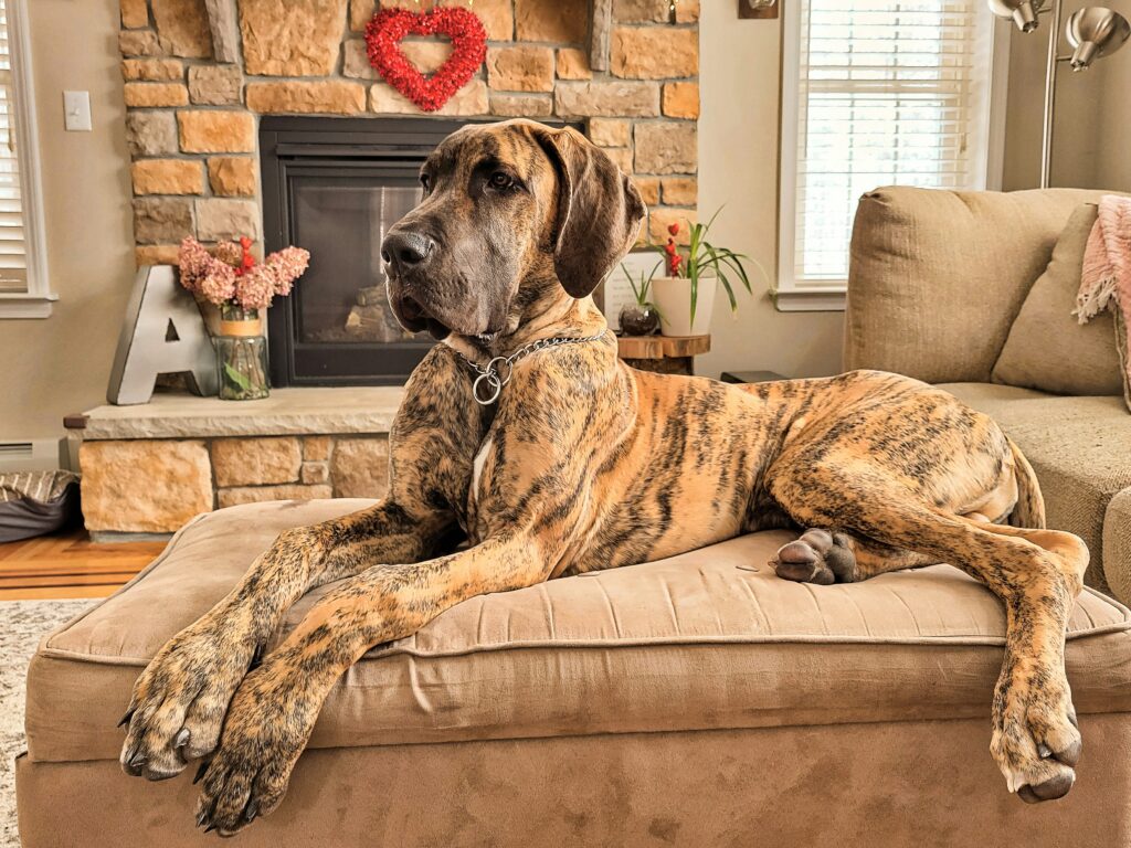Deutsche Dogge
