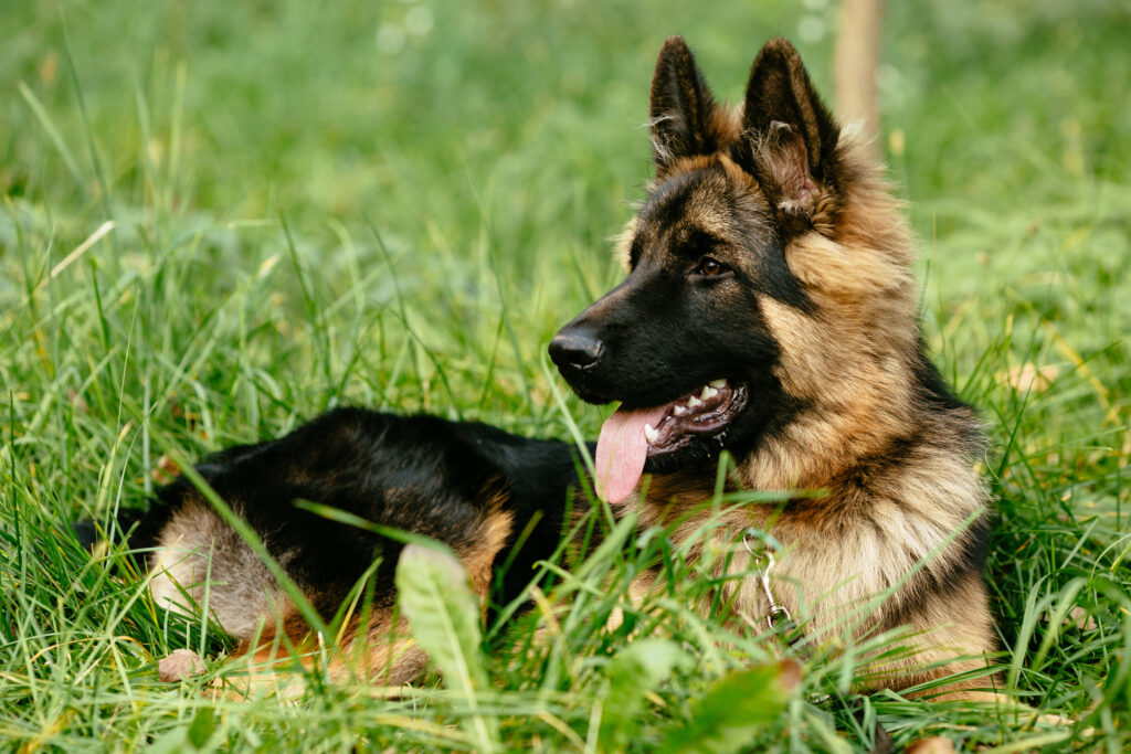Deutscher Schaeferhund