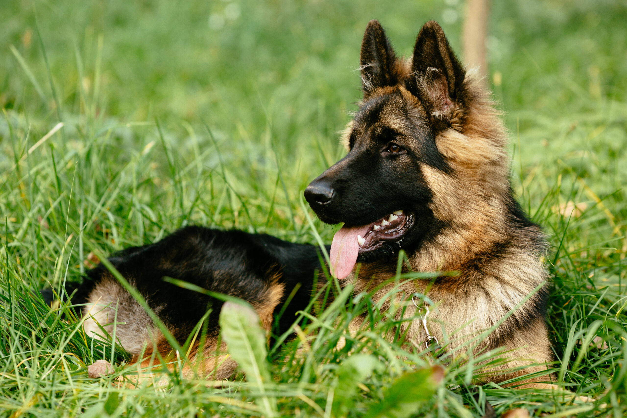 Deutscher Schaeferhund