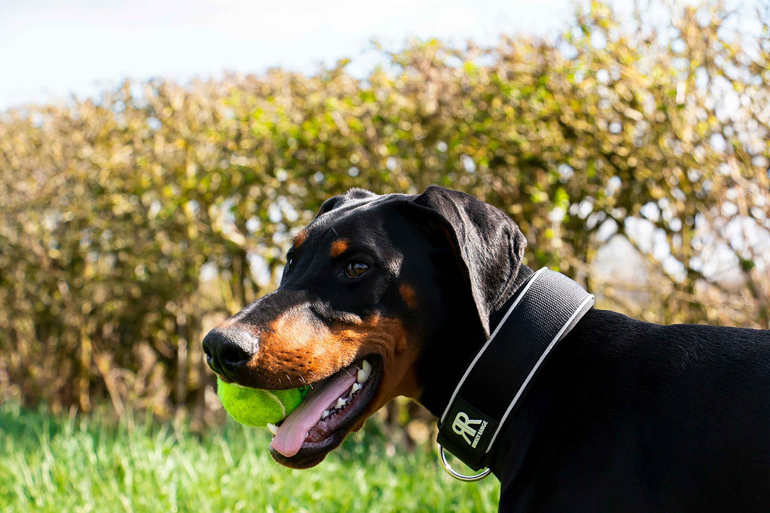 Dobermann
