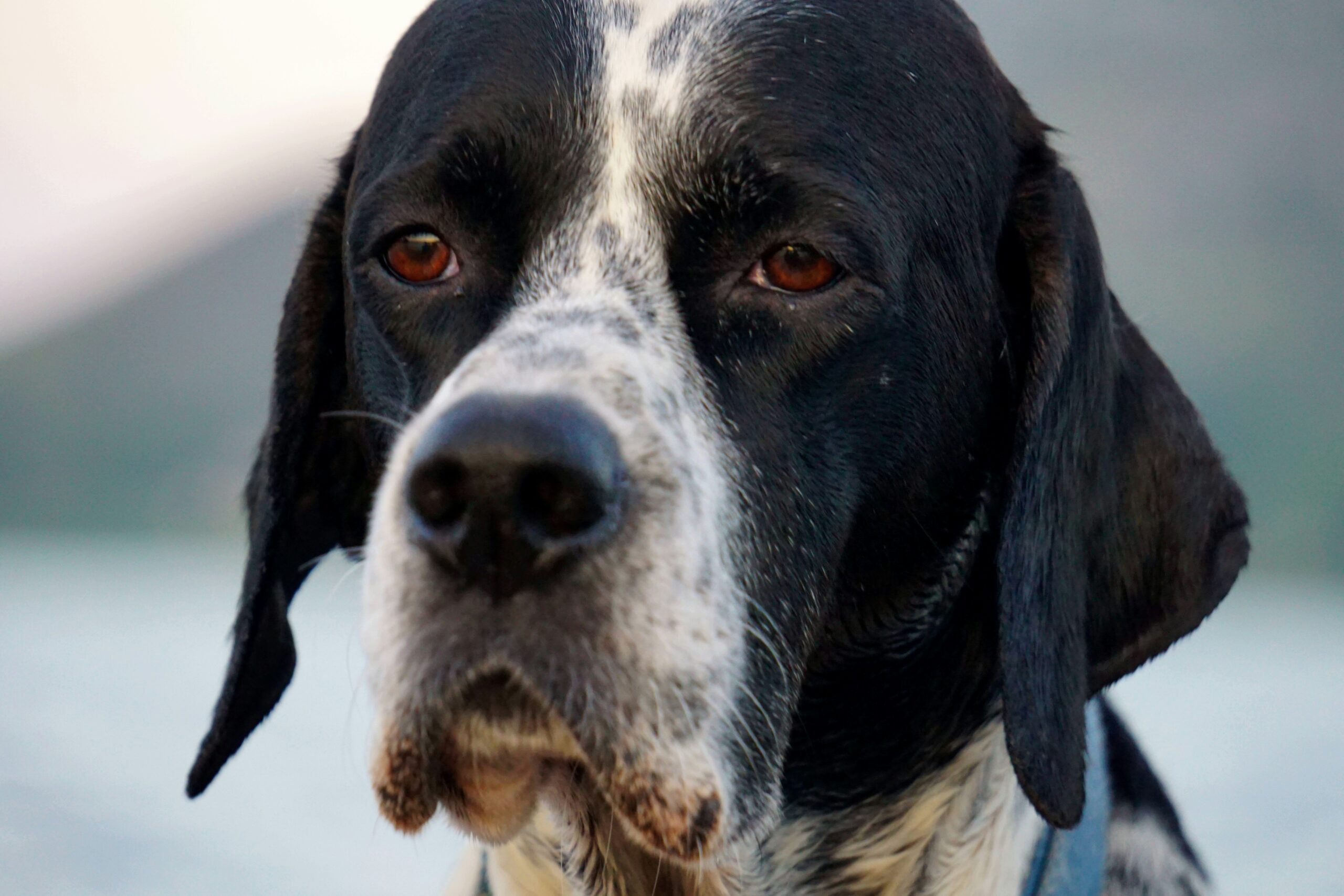 English Pointer