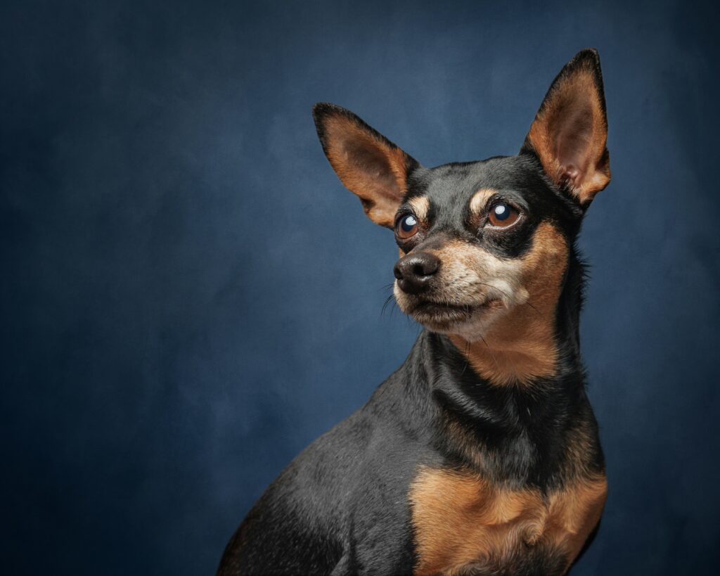 English Toy Terrier