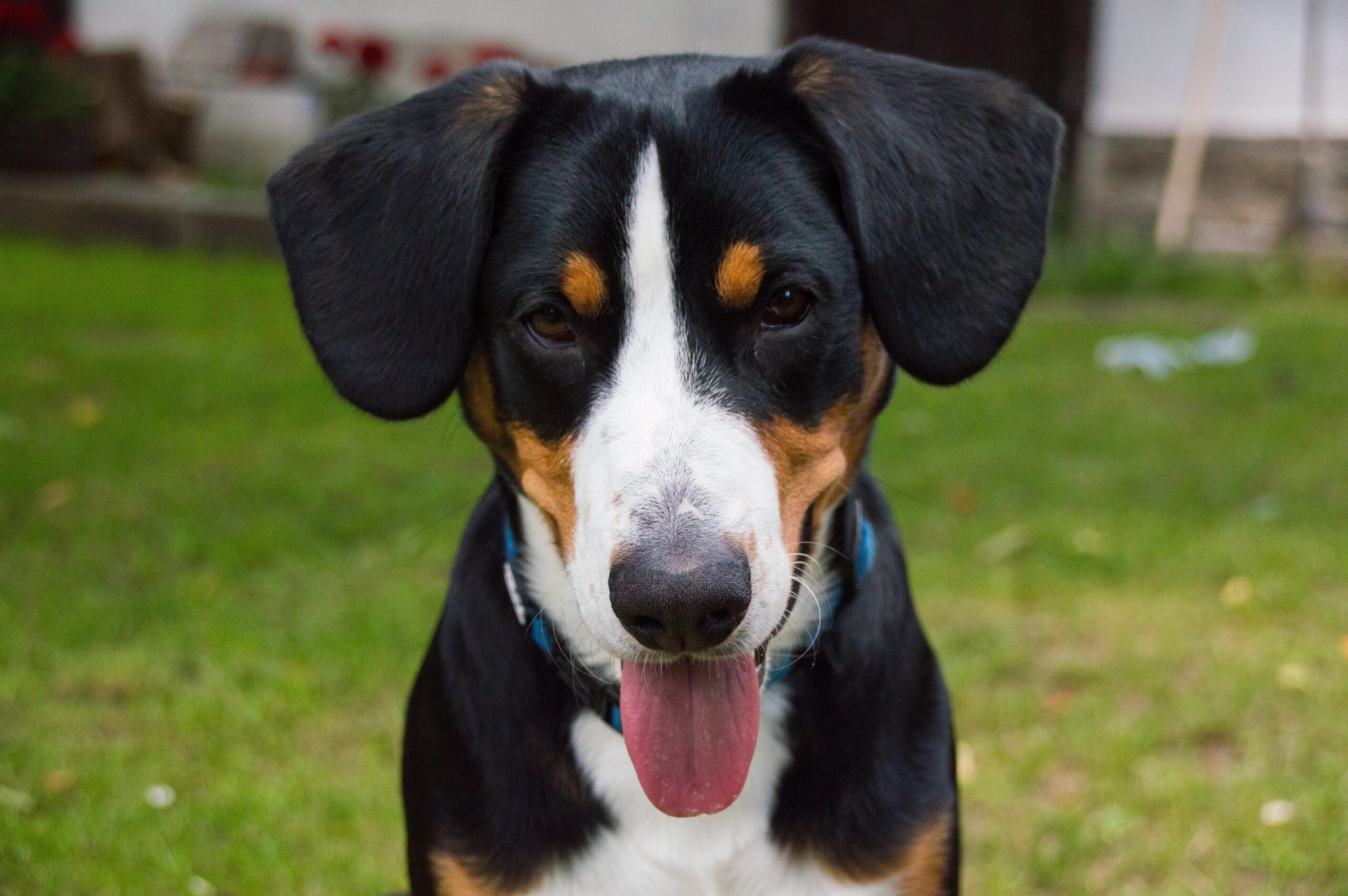 Entlebucher Sennenhund