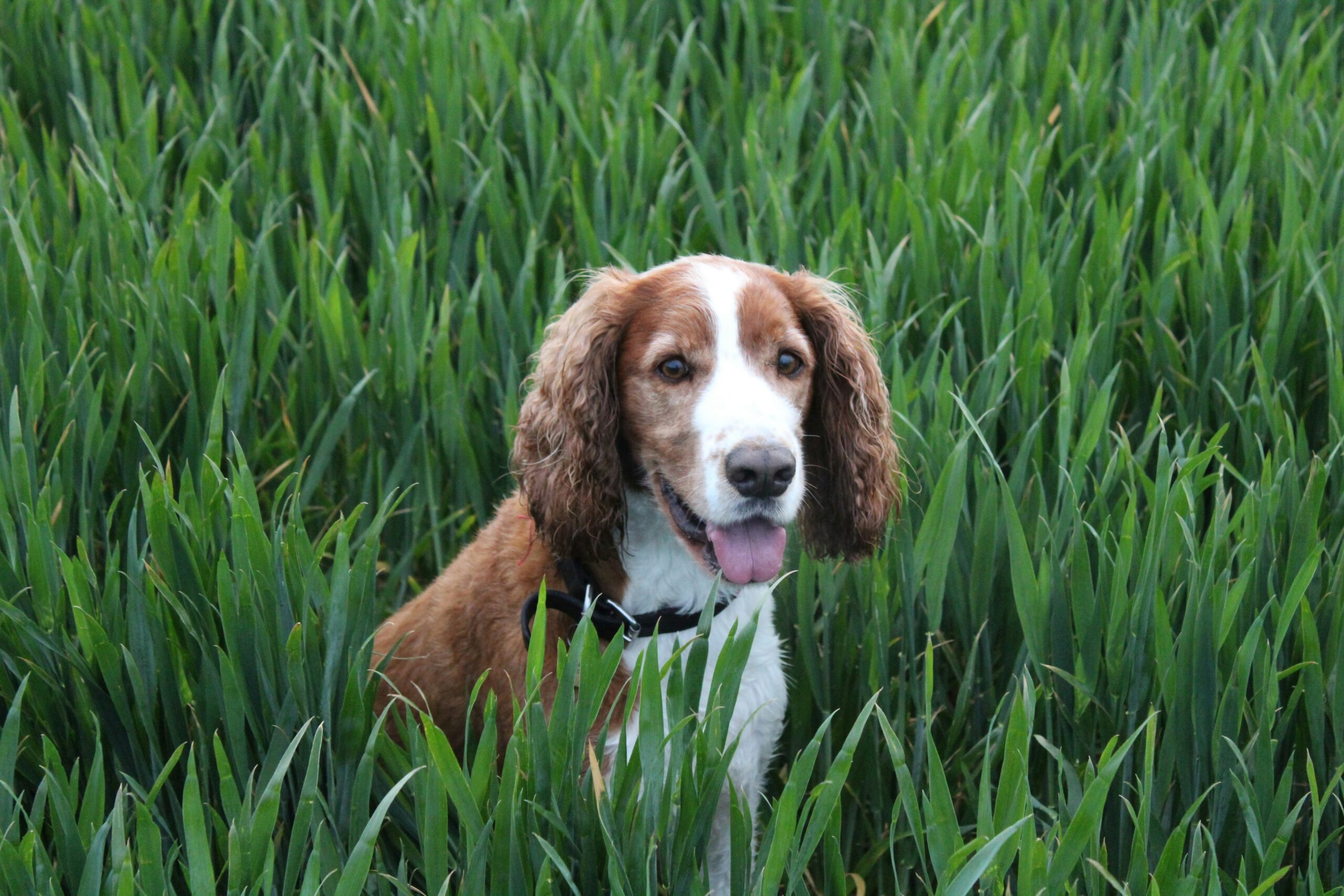 Field Spaniel