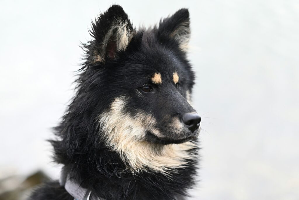 Finnischer Lapphund
