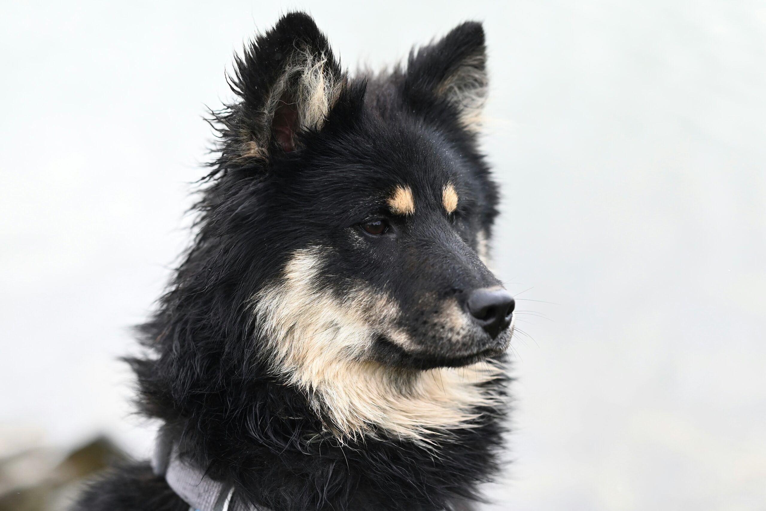 Finnischer Lapphund