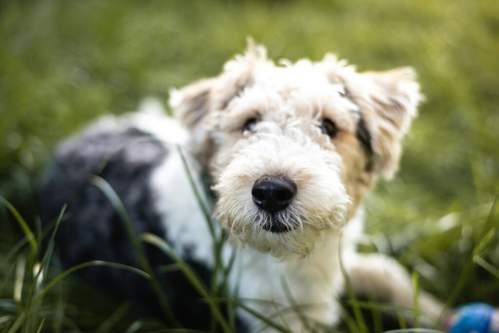 Foxterrier