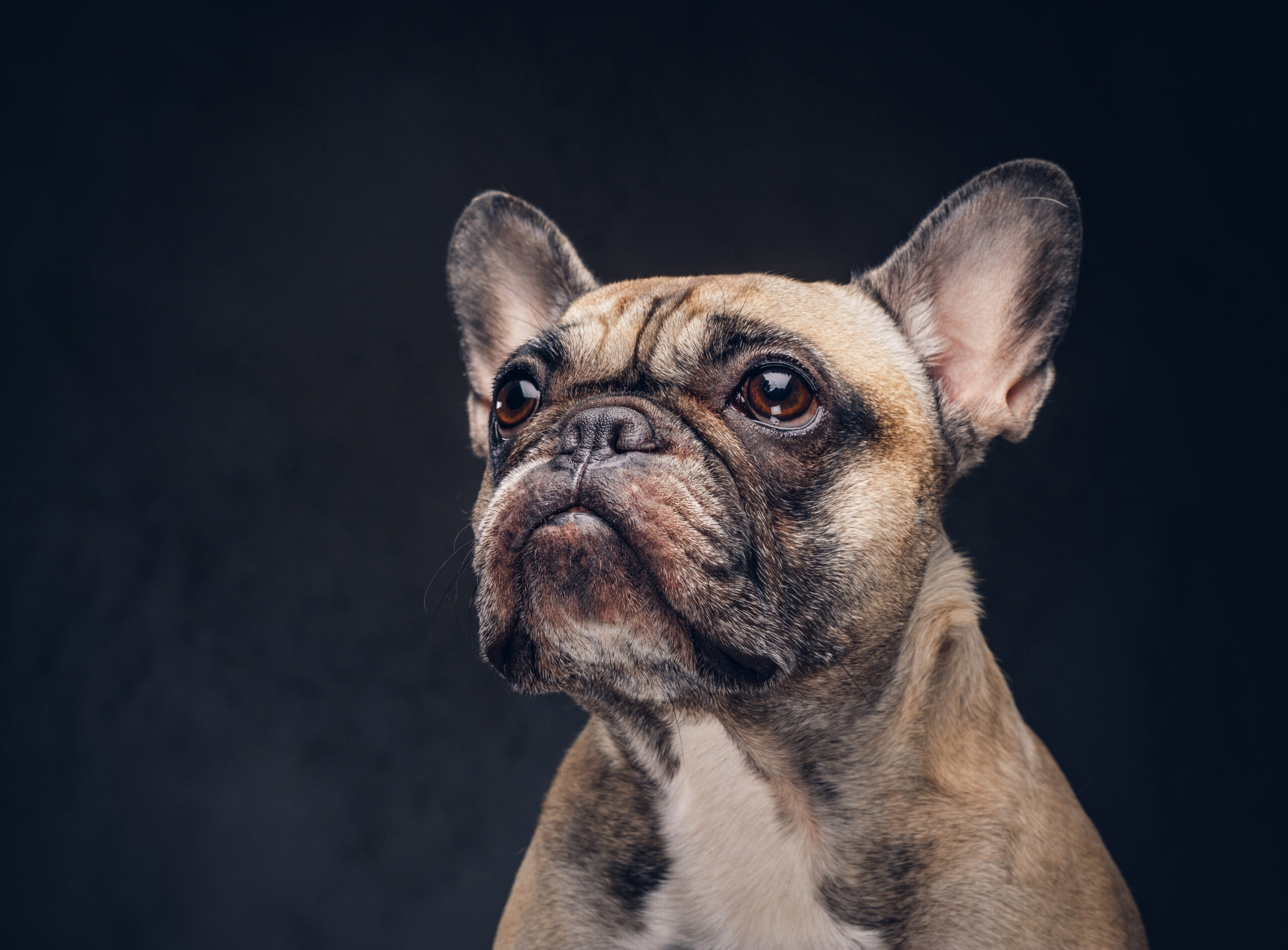 Franzoesische Bulldogge
