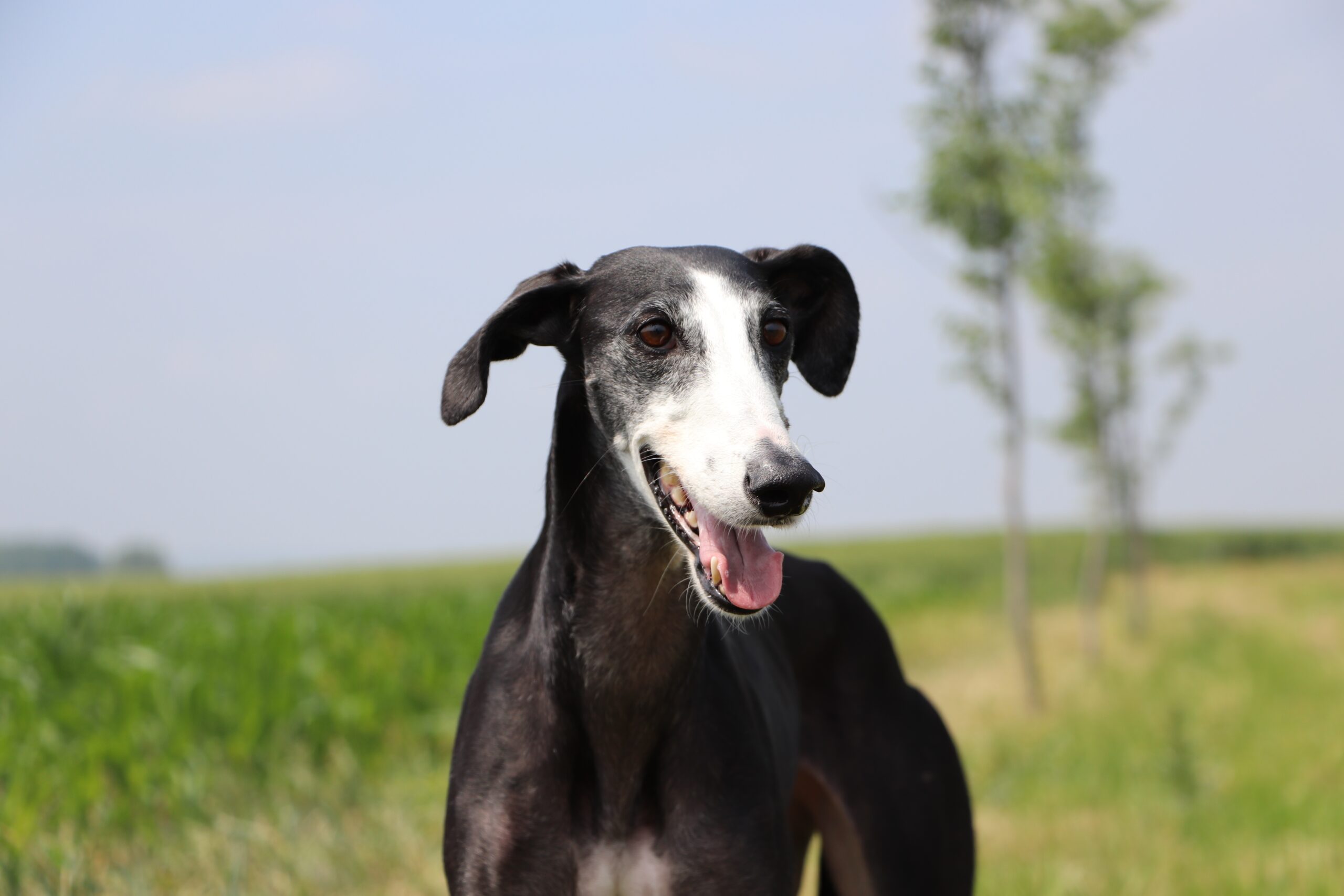 Galgo Español