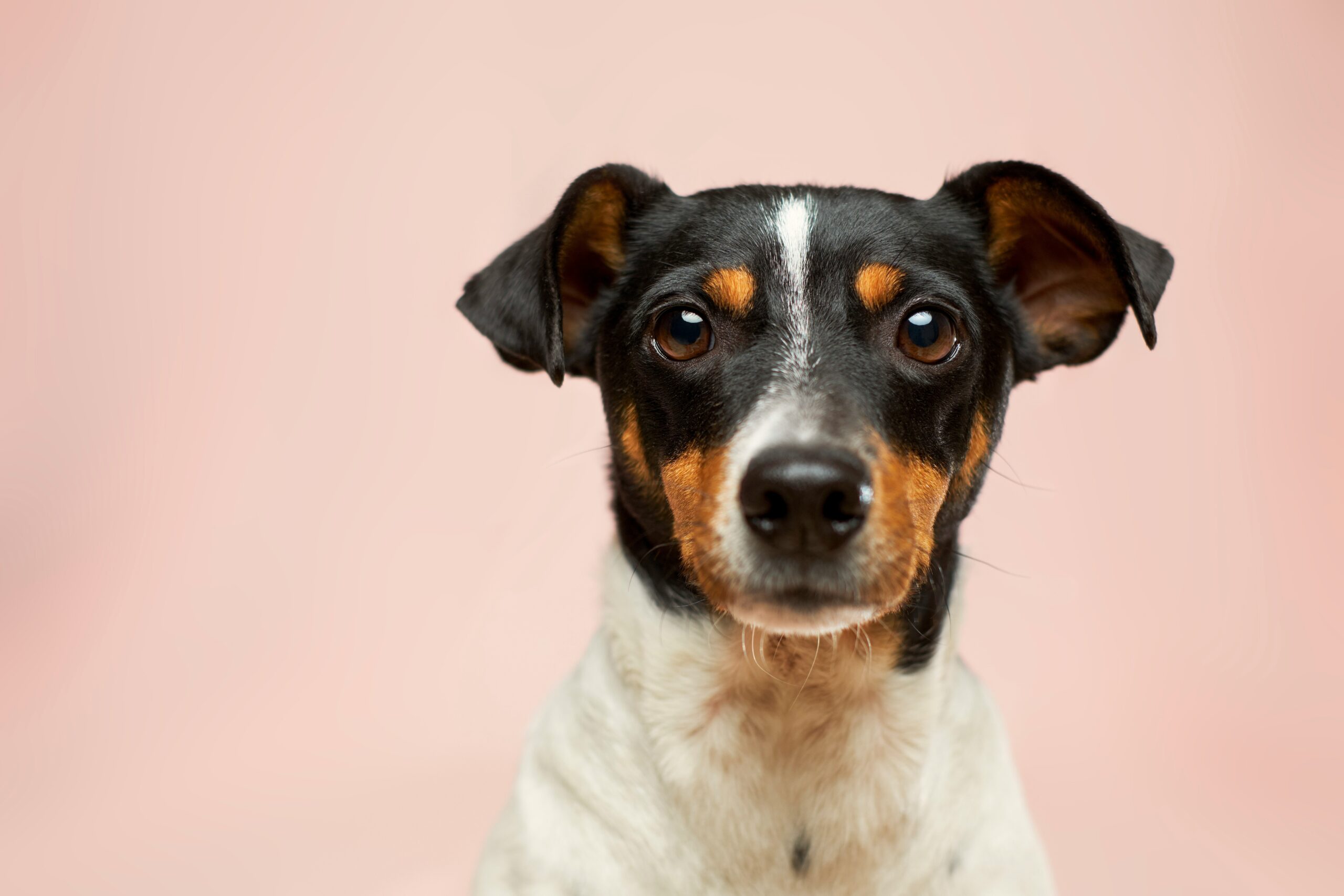 Glatthaar-Foxterrier