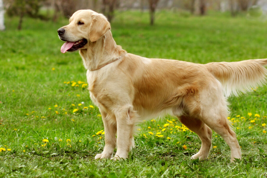 Golden Retriever