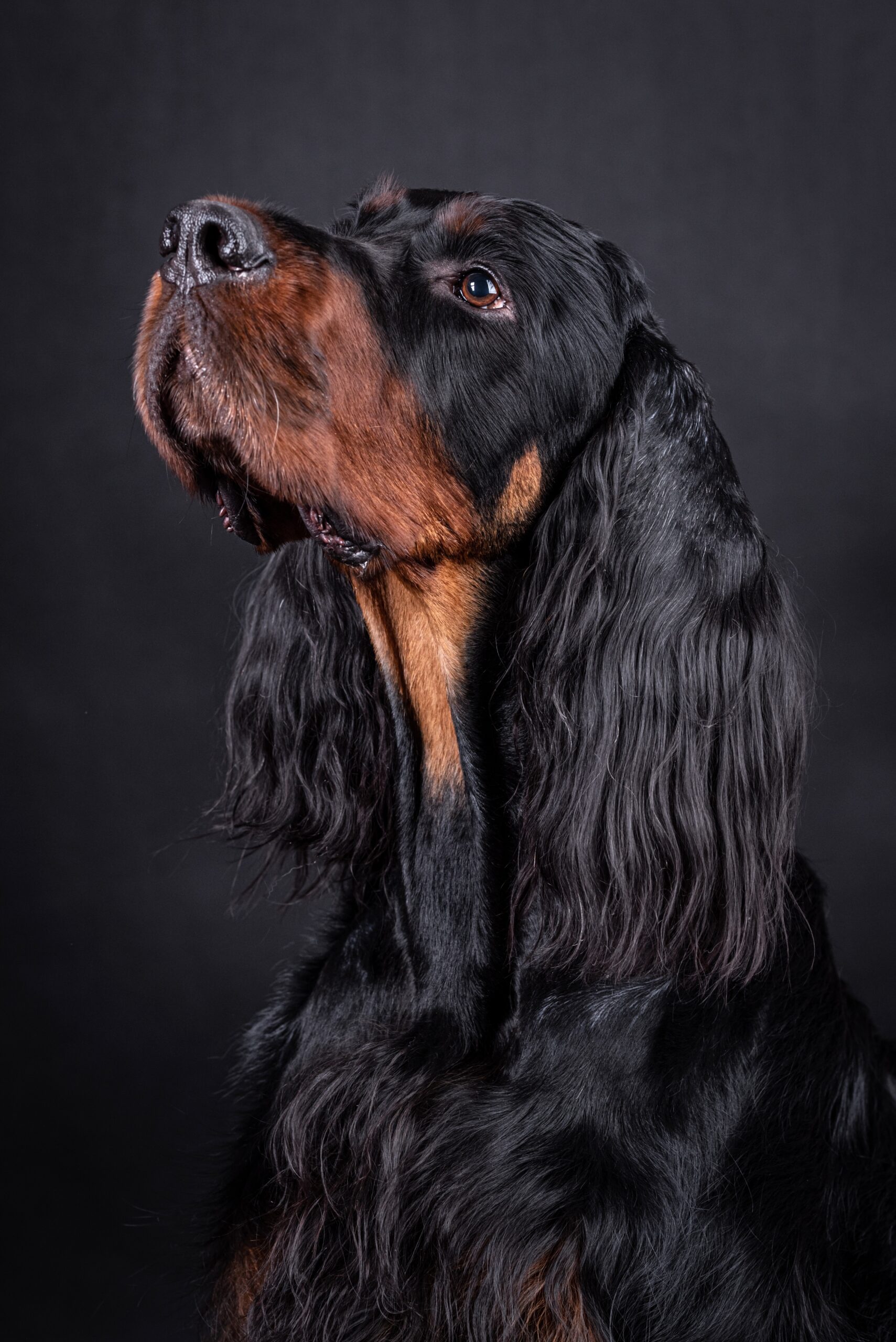 Gordon Setter