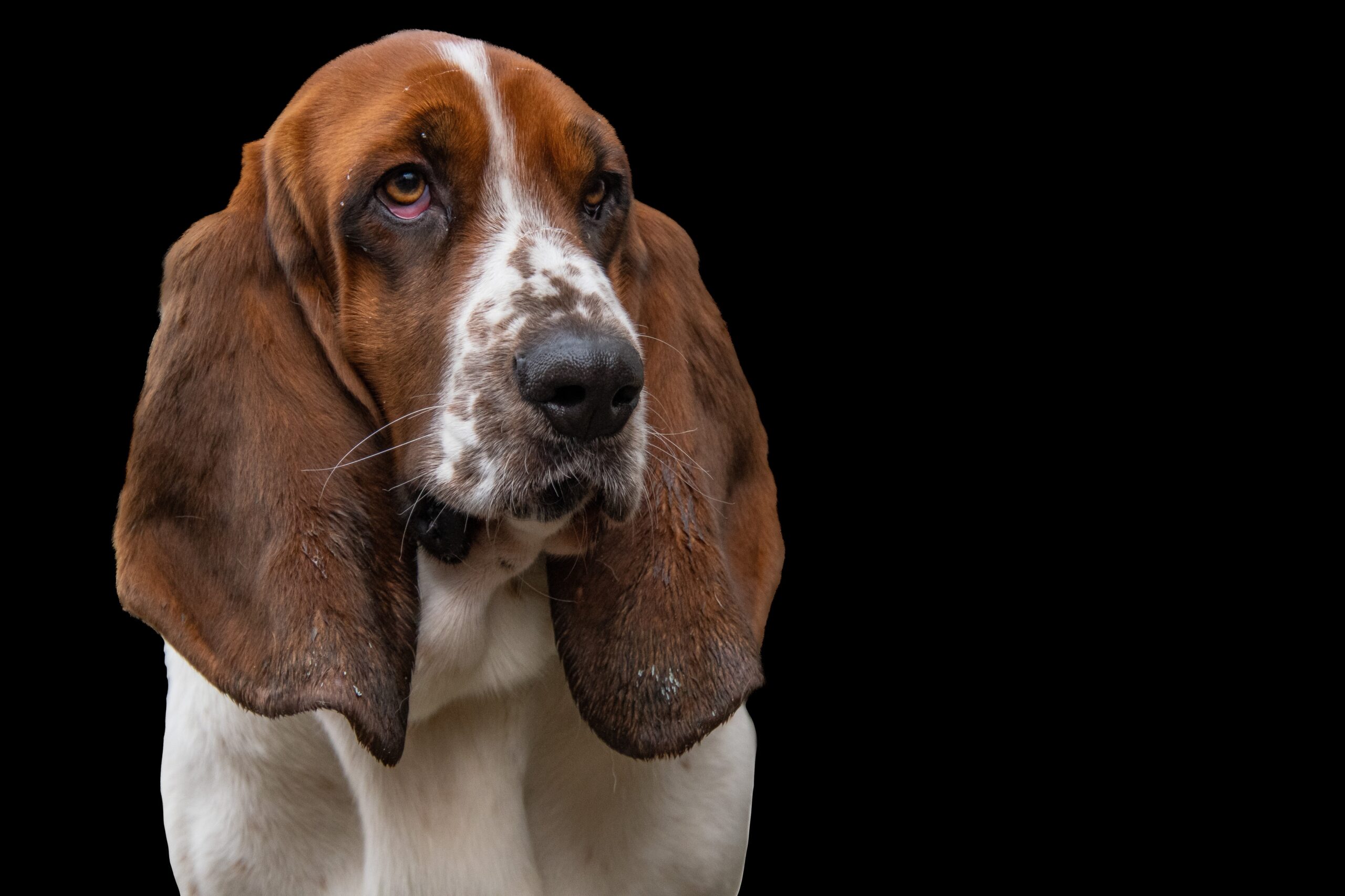 Grand Basset Griffon Vendéen