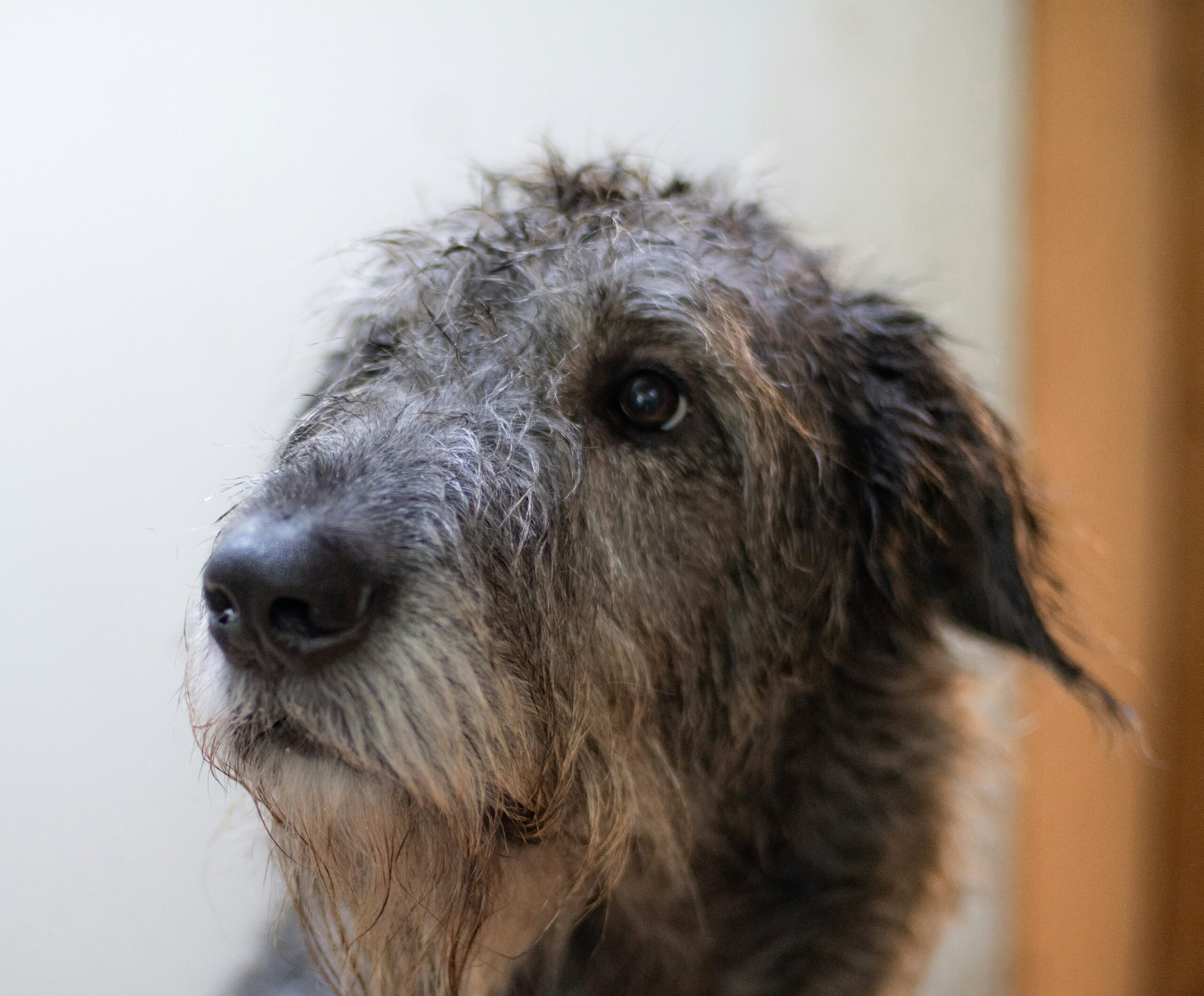 Irischer Wolfshund