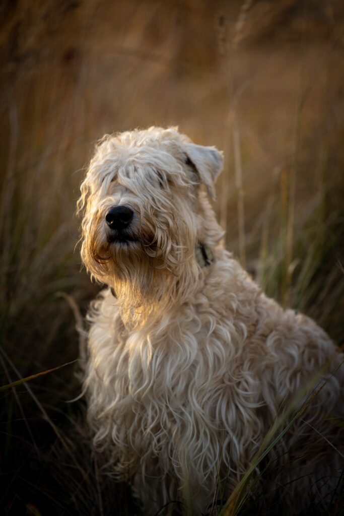 Irish Soft Coated Wheaten Terrier