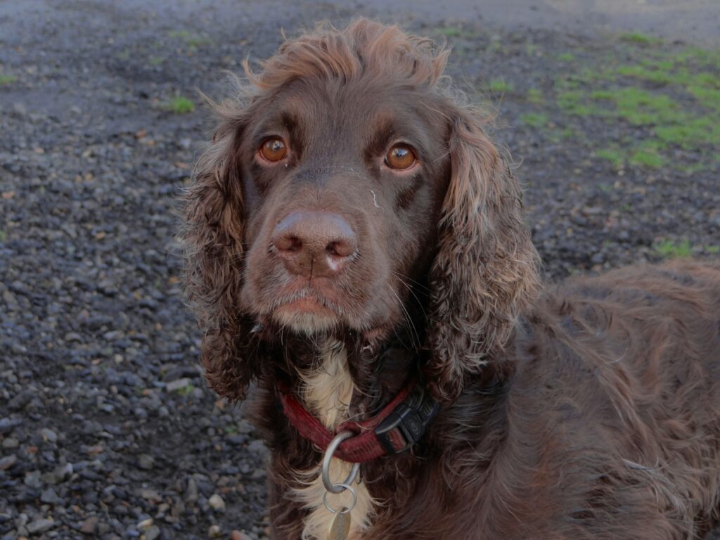 Irish Water Spaniel