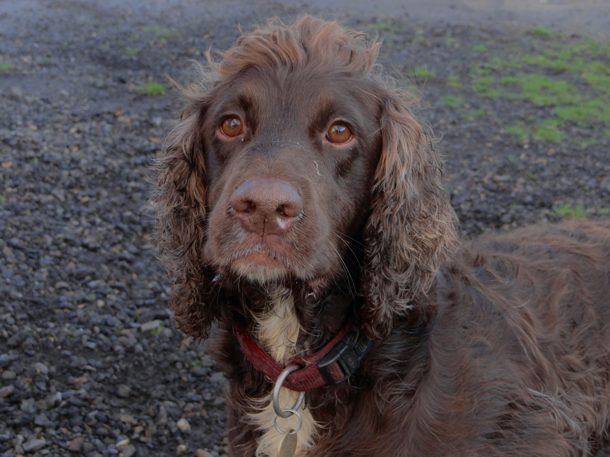 Irish Water Spaniel