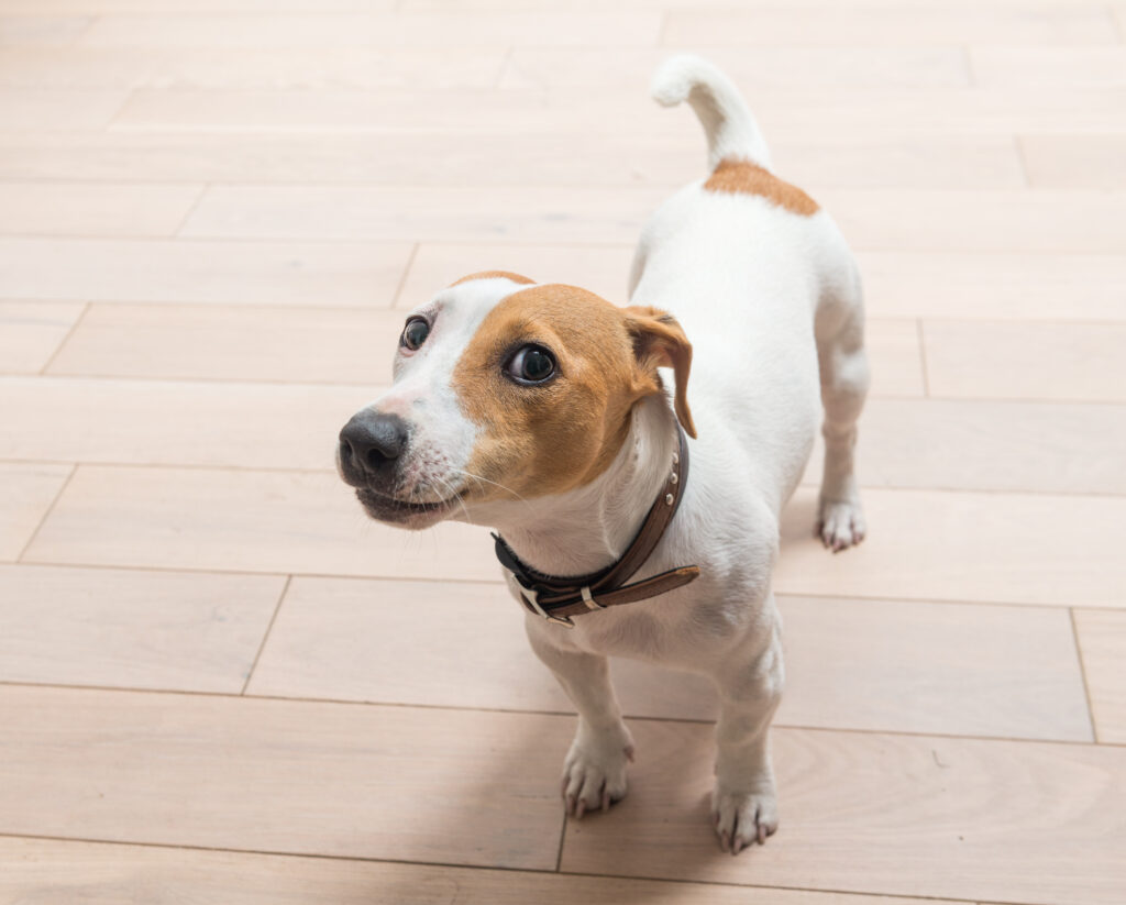 Jack Russell Terrier
