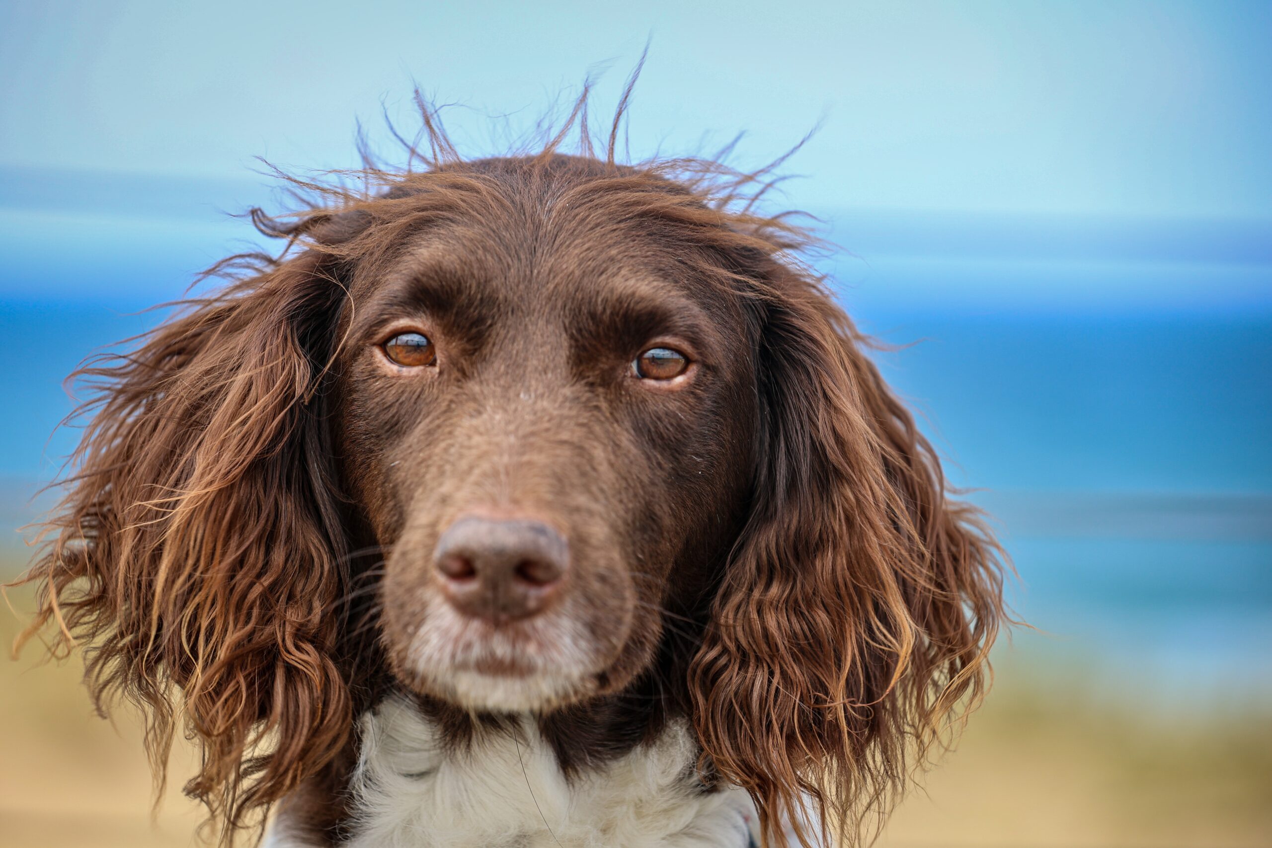 Kleiner Münsterländer