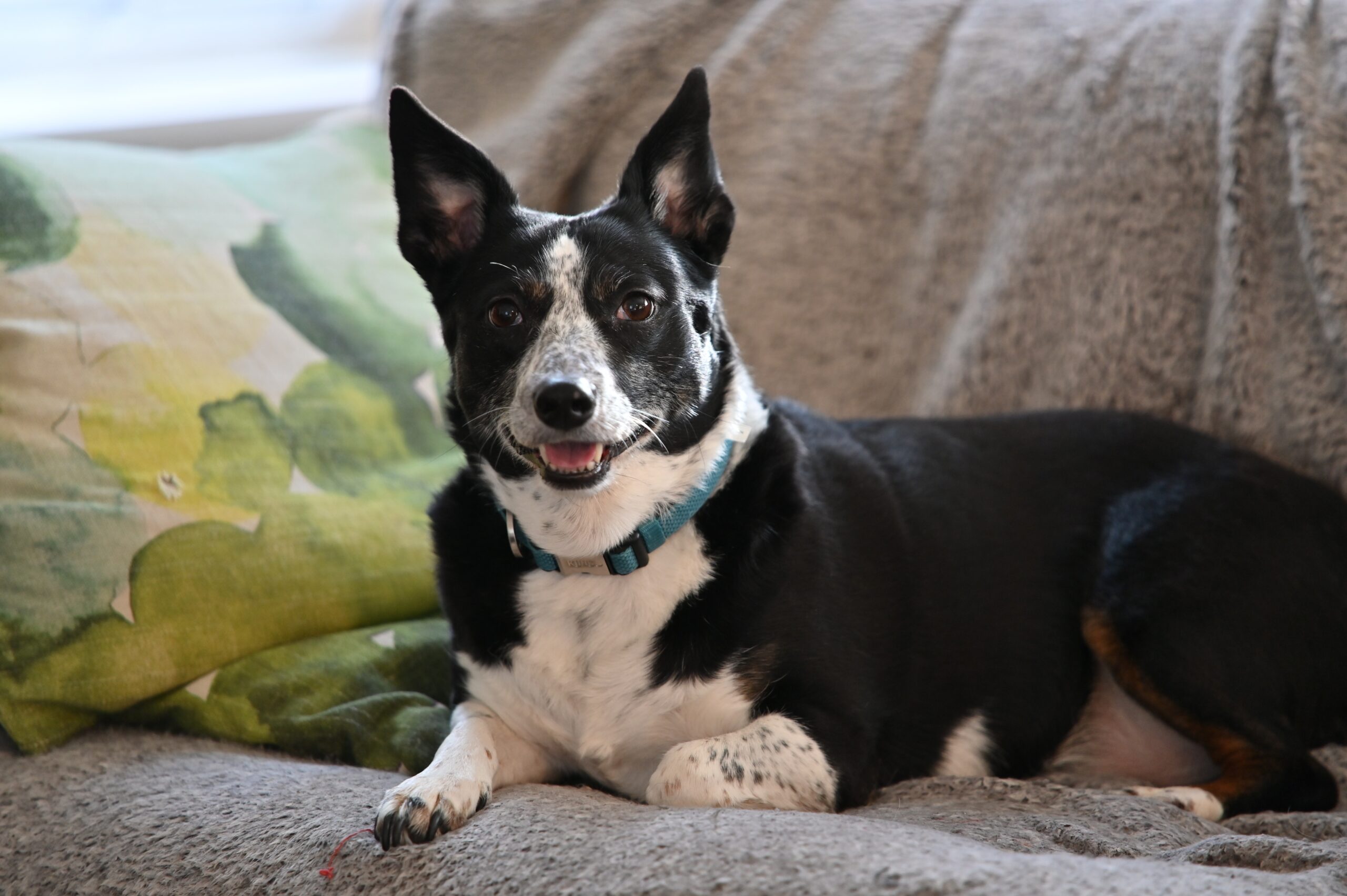 Lancashire Heeler