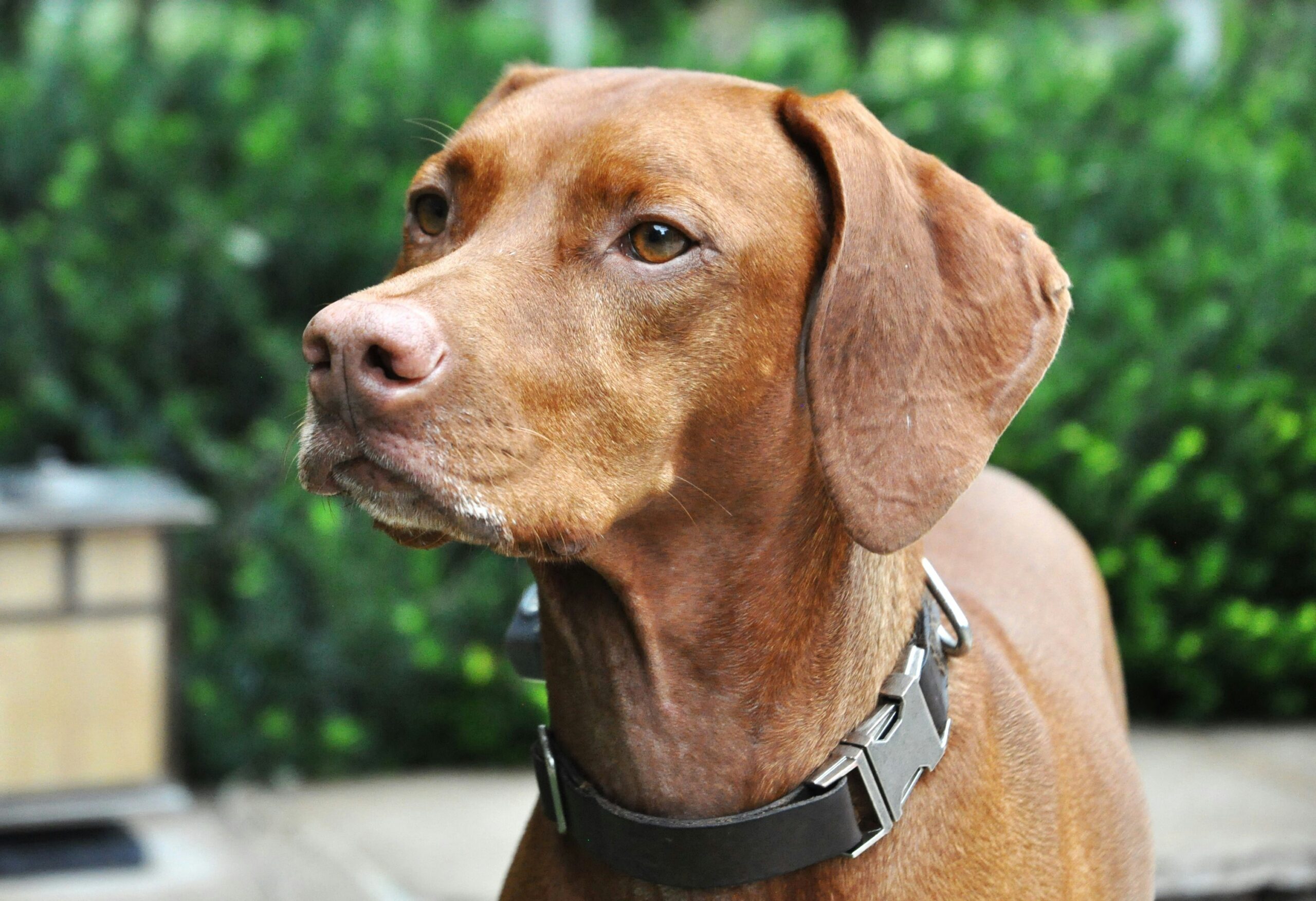 Magyar Vizsla