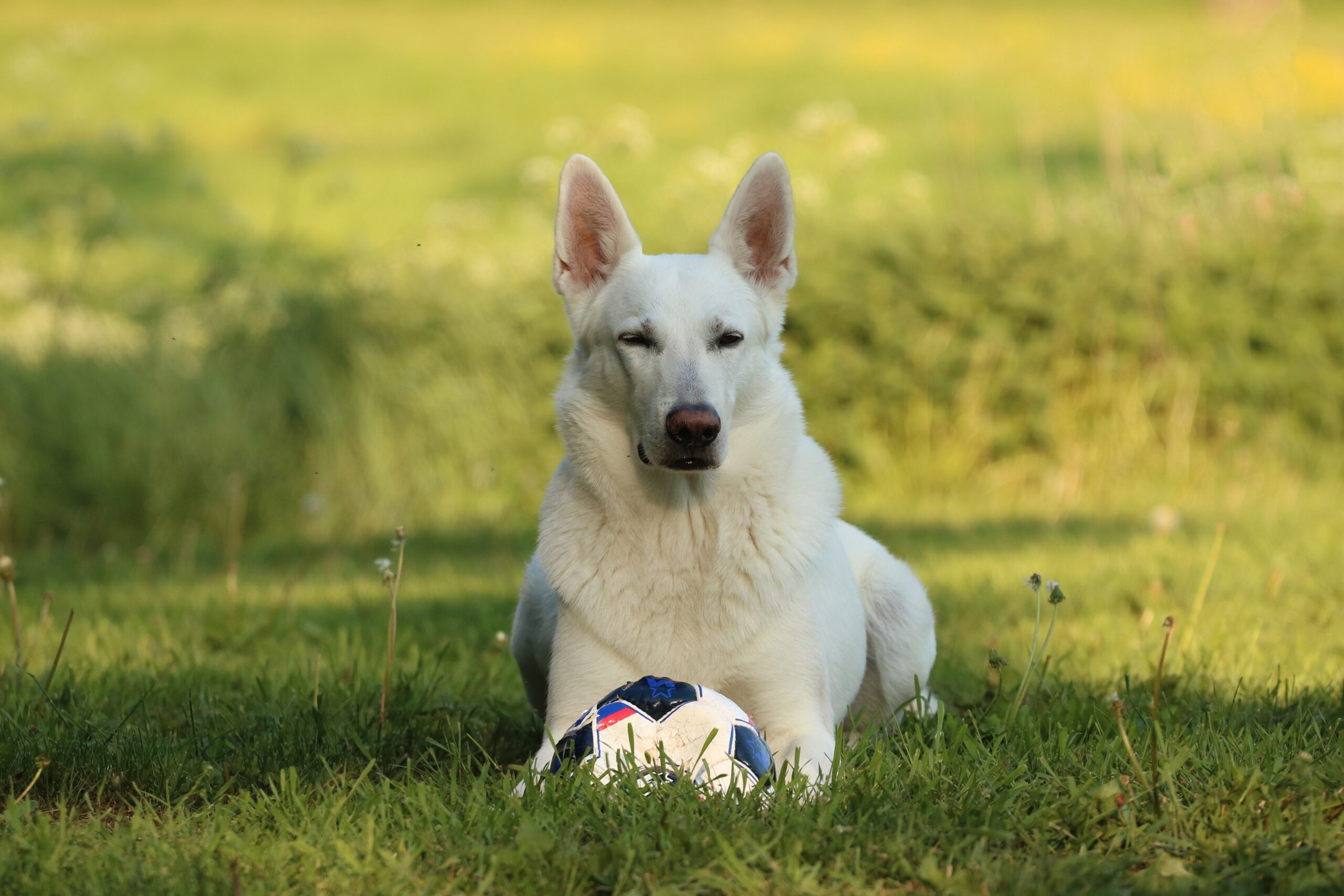 Maremmen-Abruzzen-Schäferhund