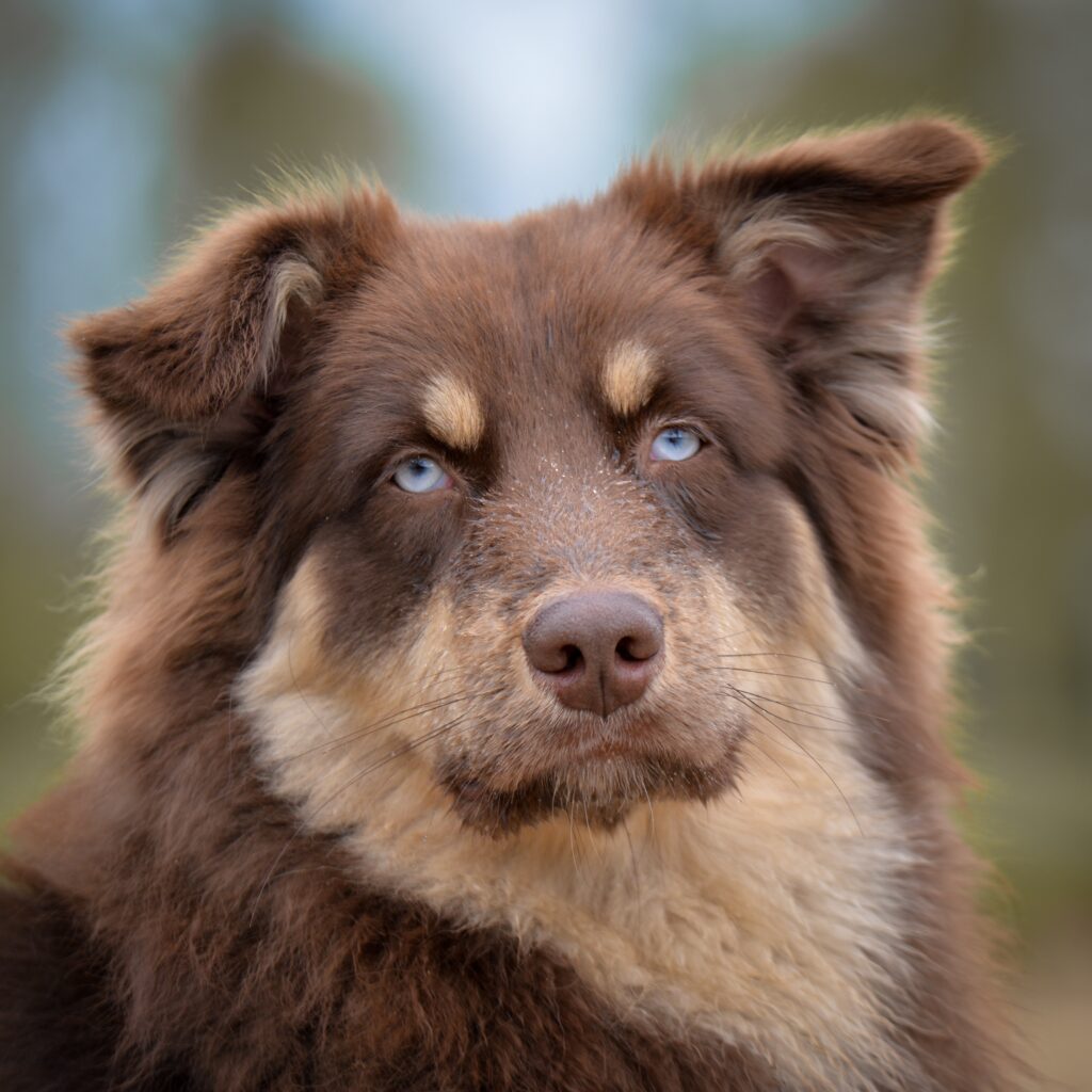 Miniature American Shepherd