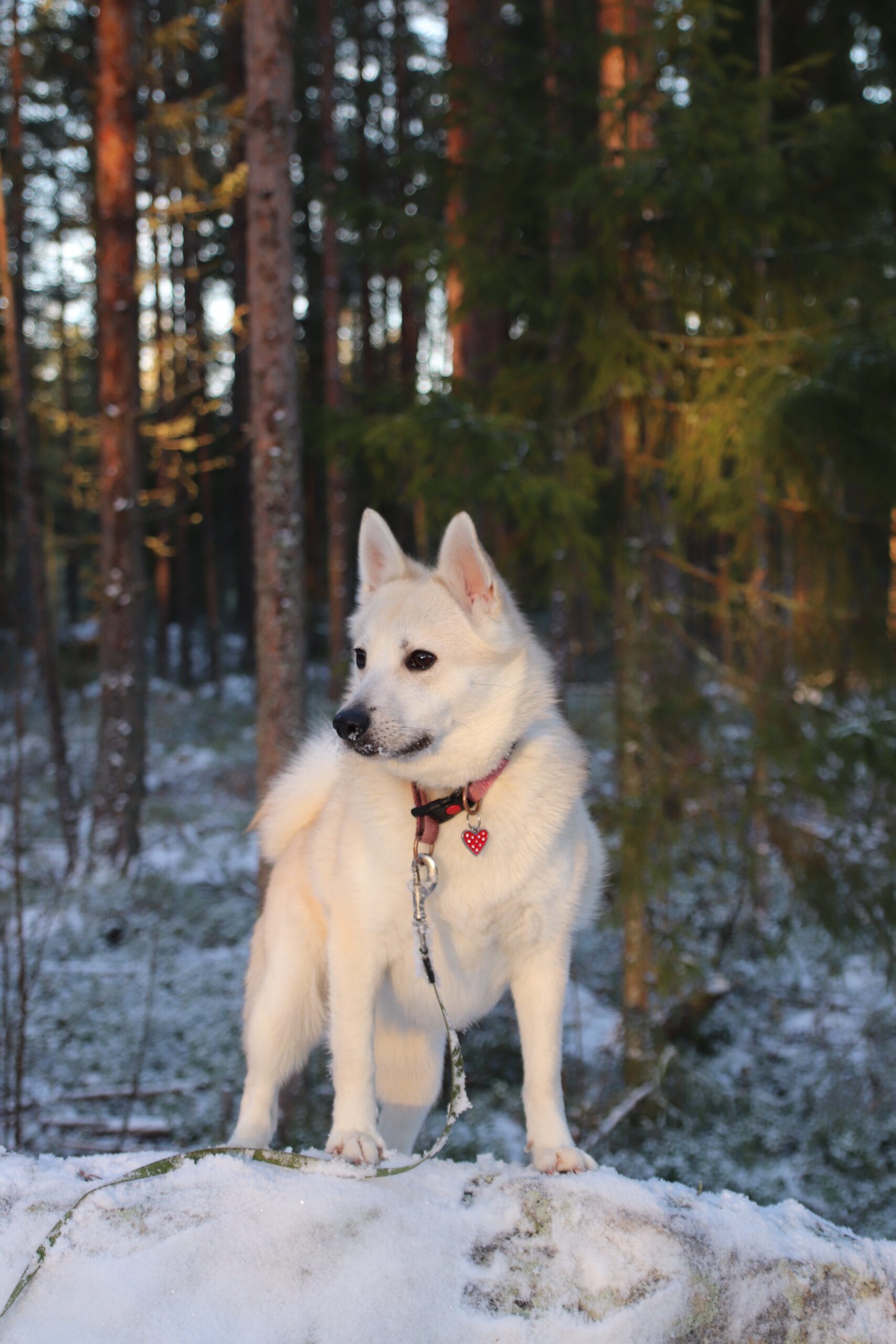 Norwegischer Buhund